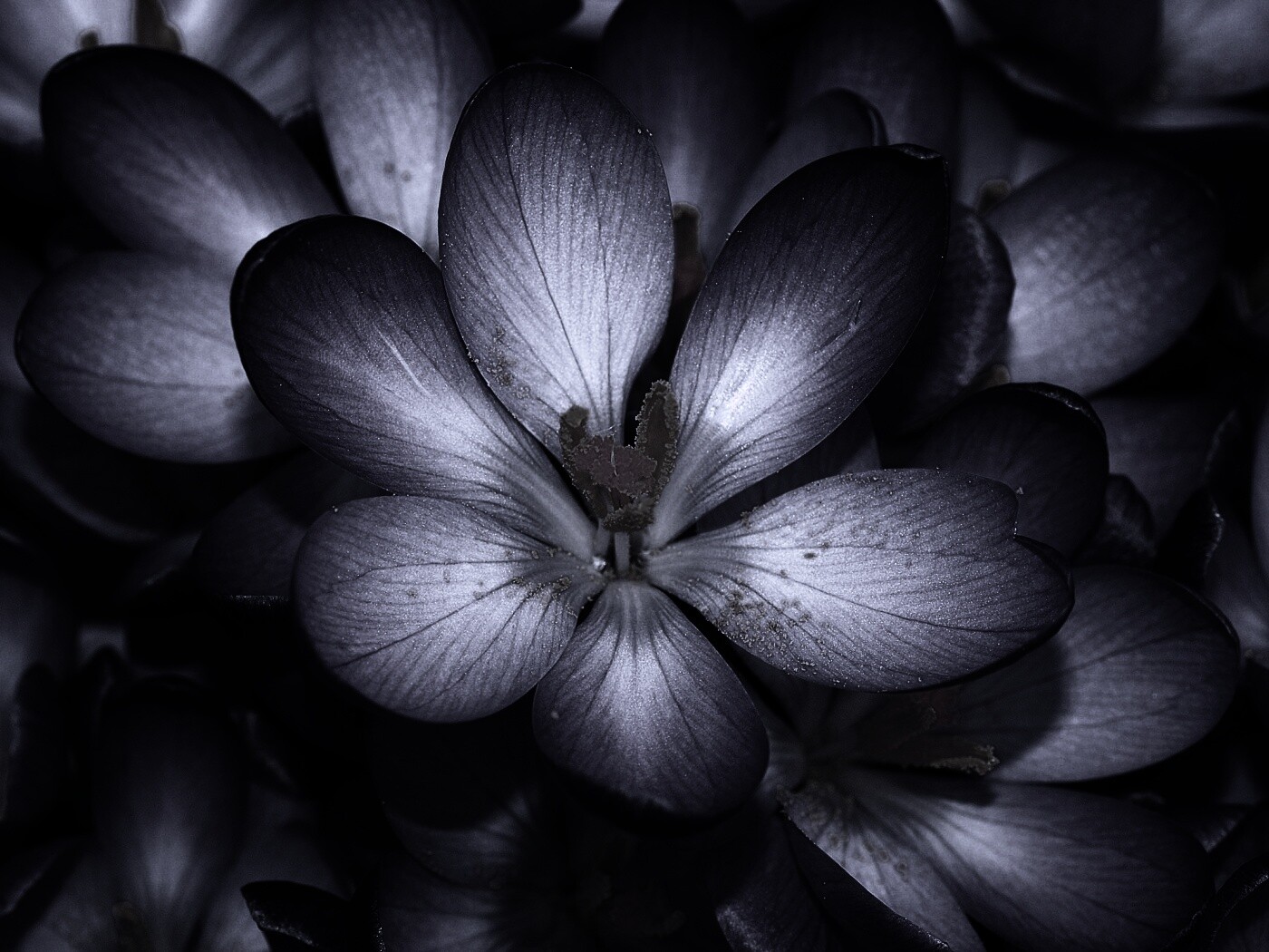 Сиреневый цветок обои