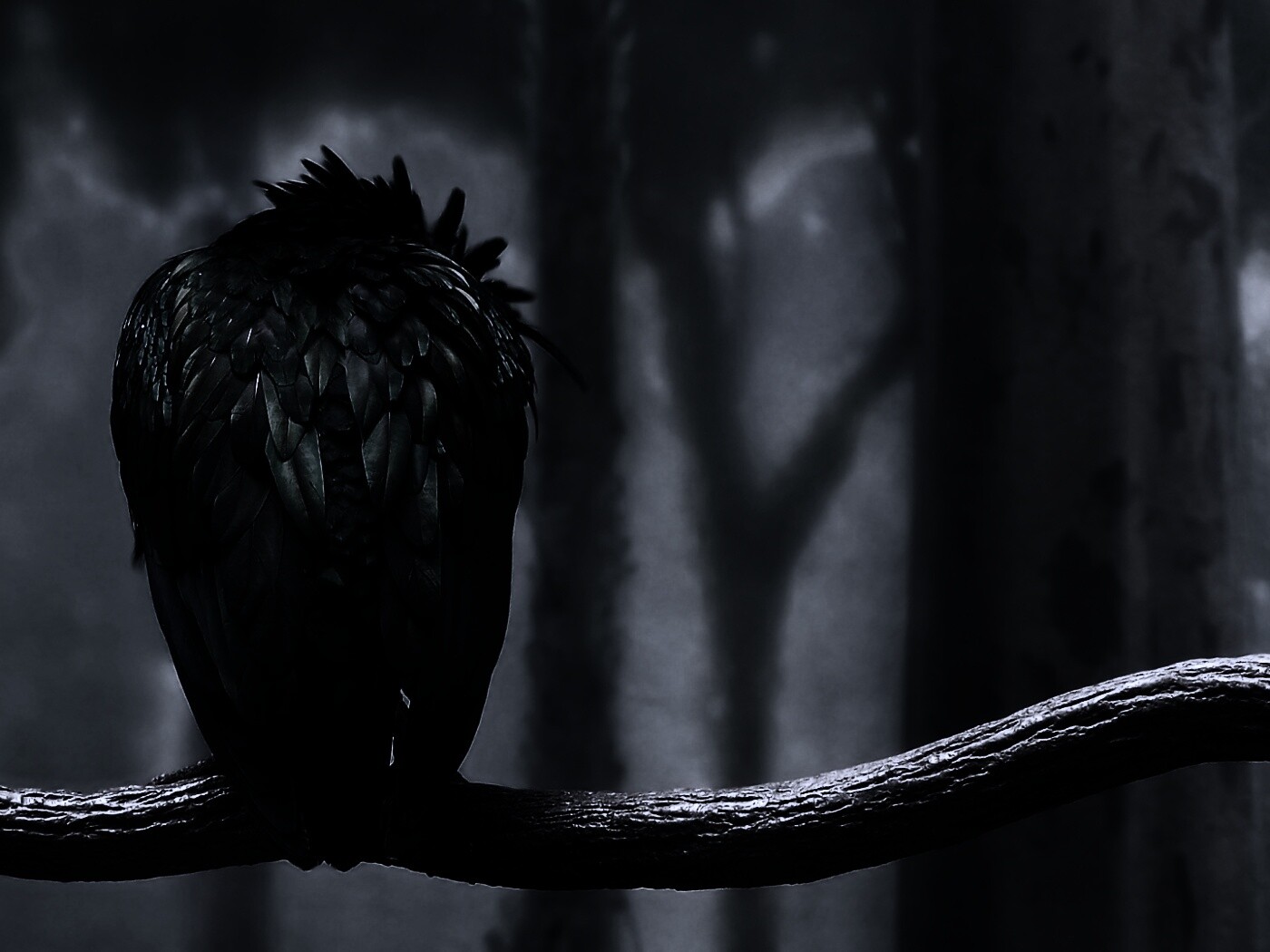 Птица спит на ветке обои