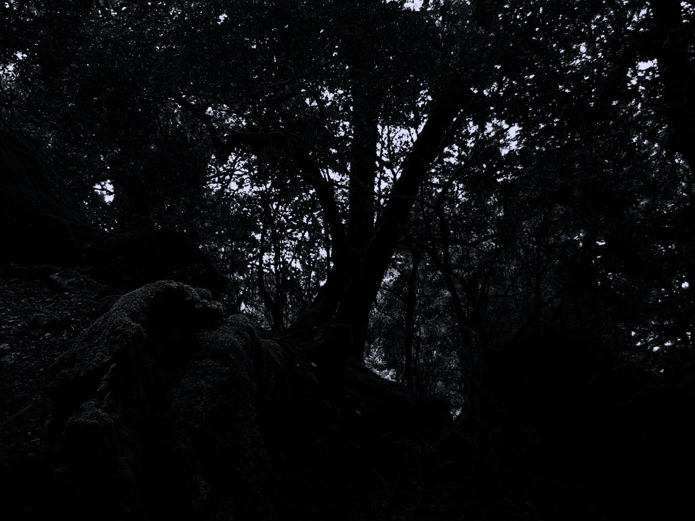 Чаща мшистого леса обои