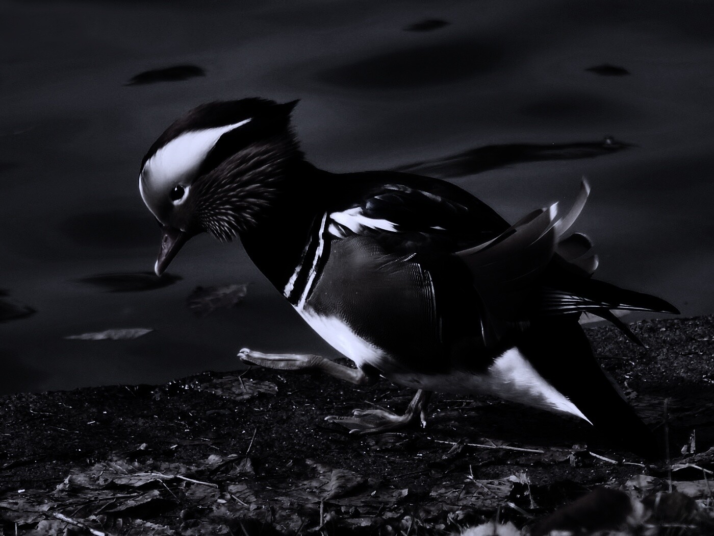 Уточка - мандаринка обои