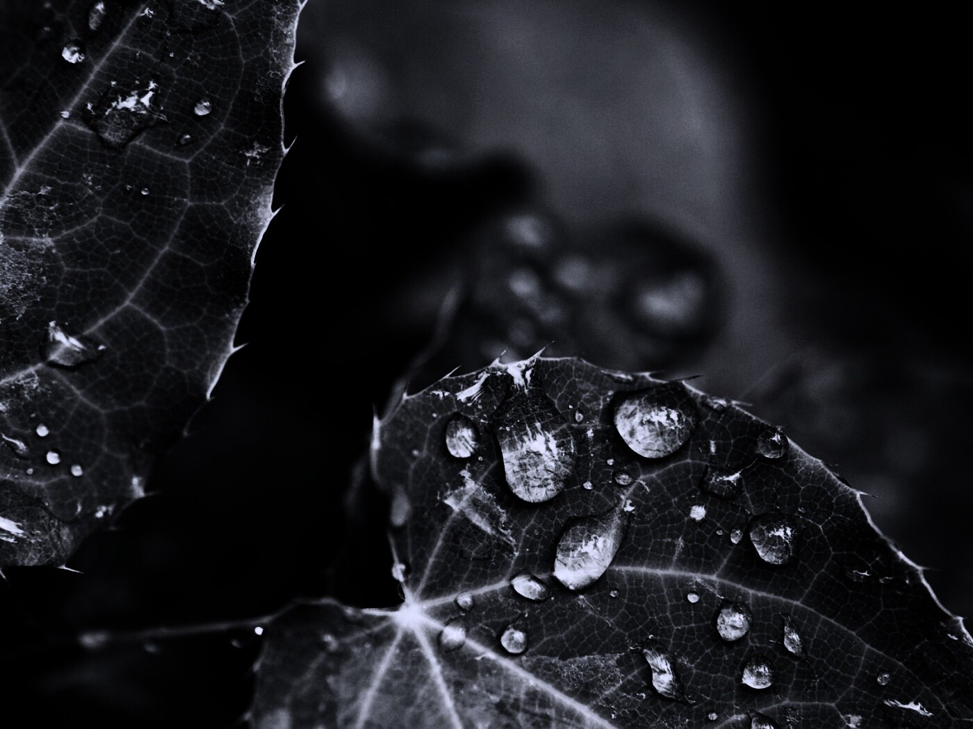 Капельки росы на листьях обои