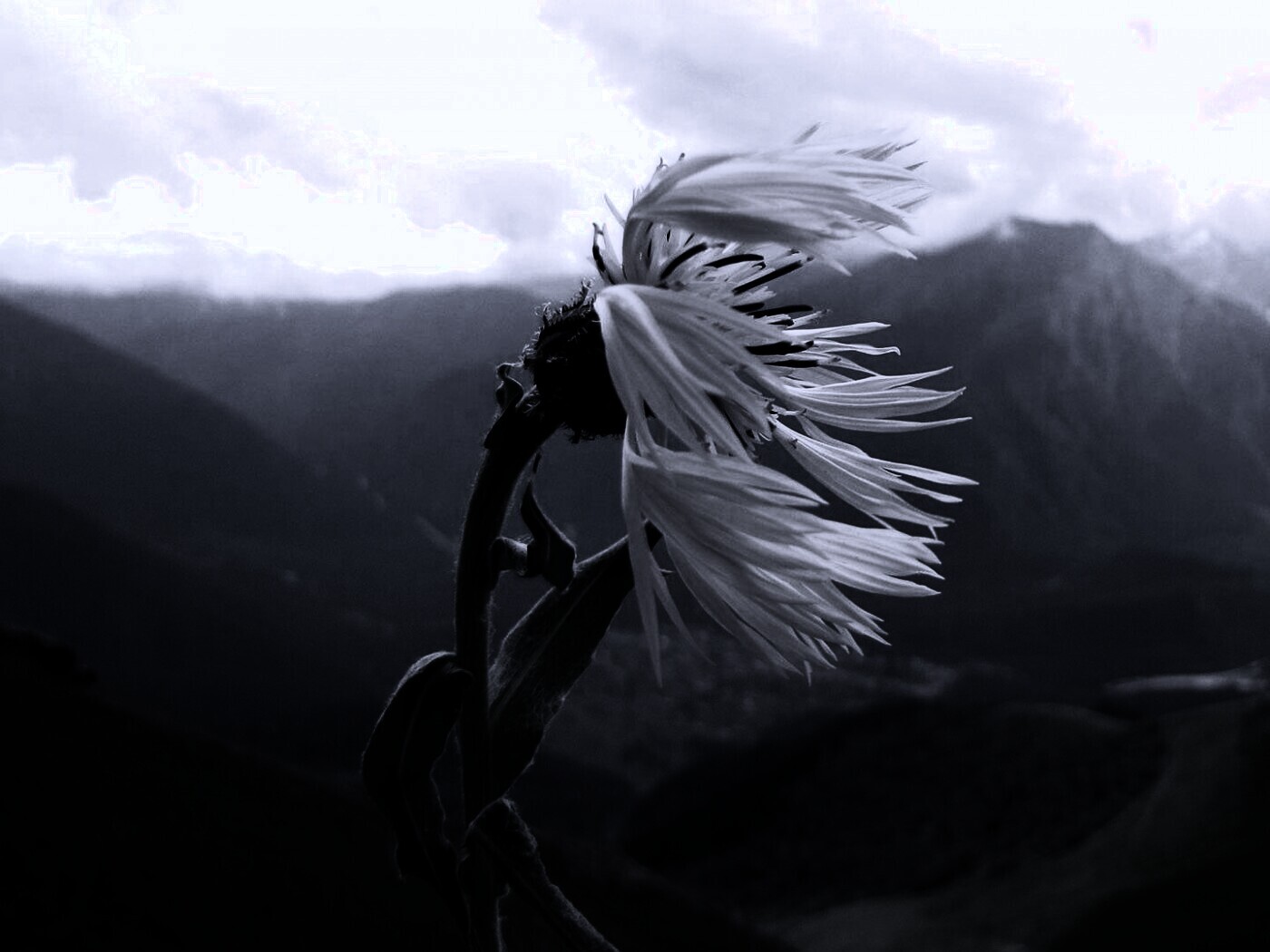 Горный цветок обои