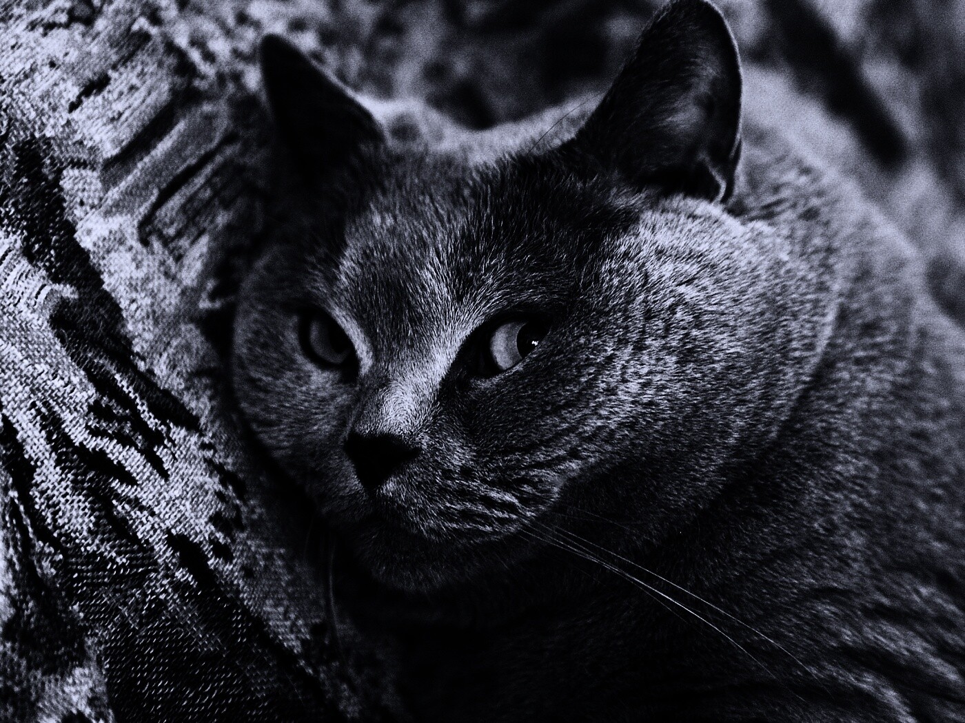 Щекастый британский котик обои