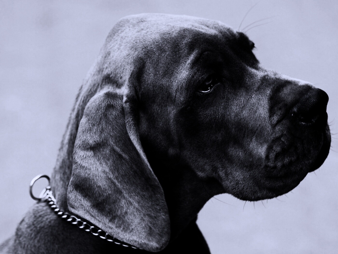 Грустная собака обои