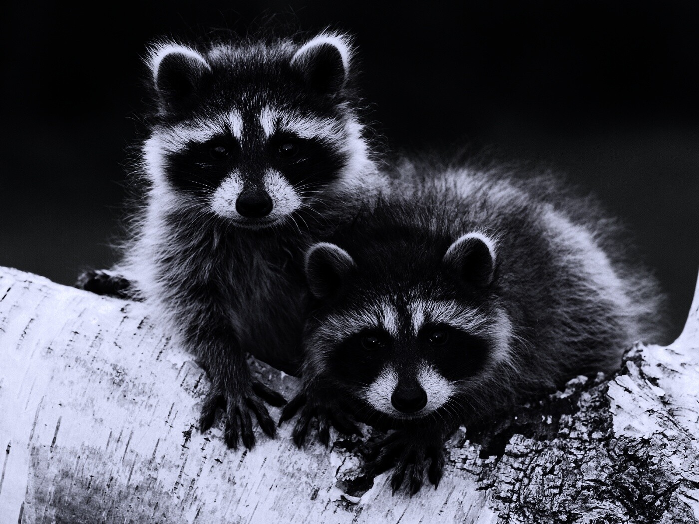 Полосатики обои