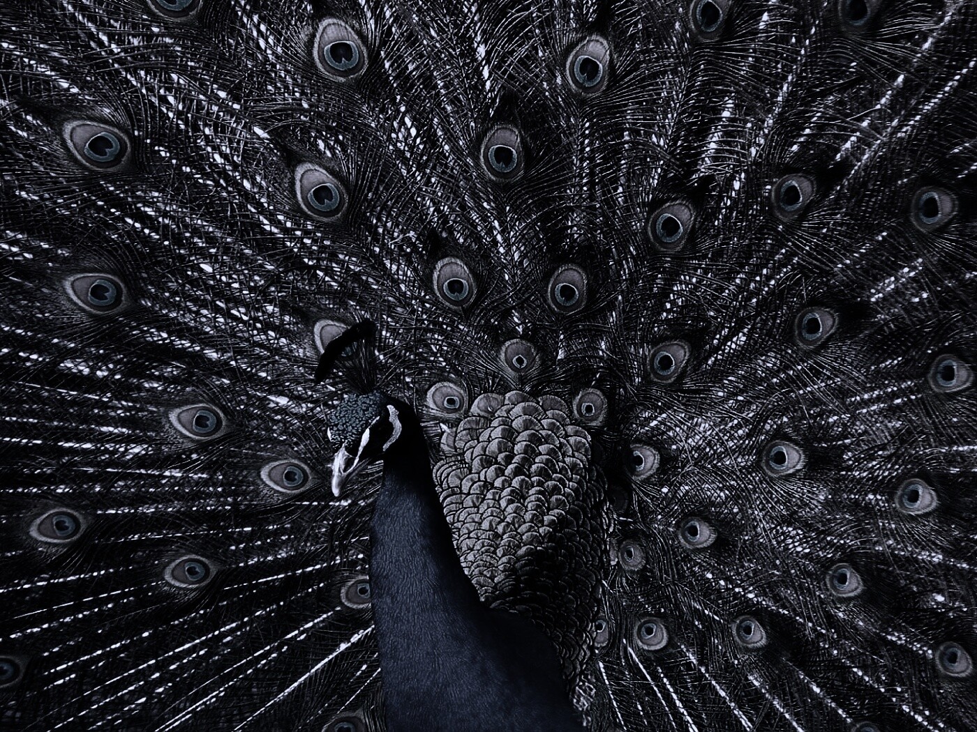 Павлин, говоришь... обои