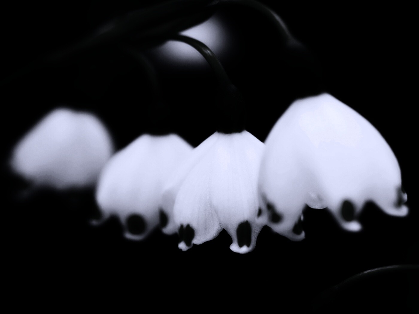 Белые ландыши обои