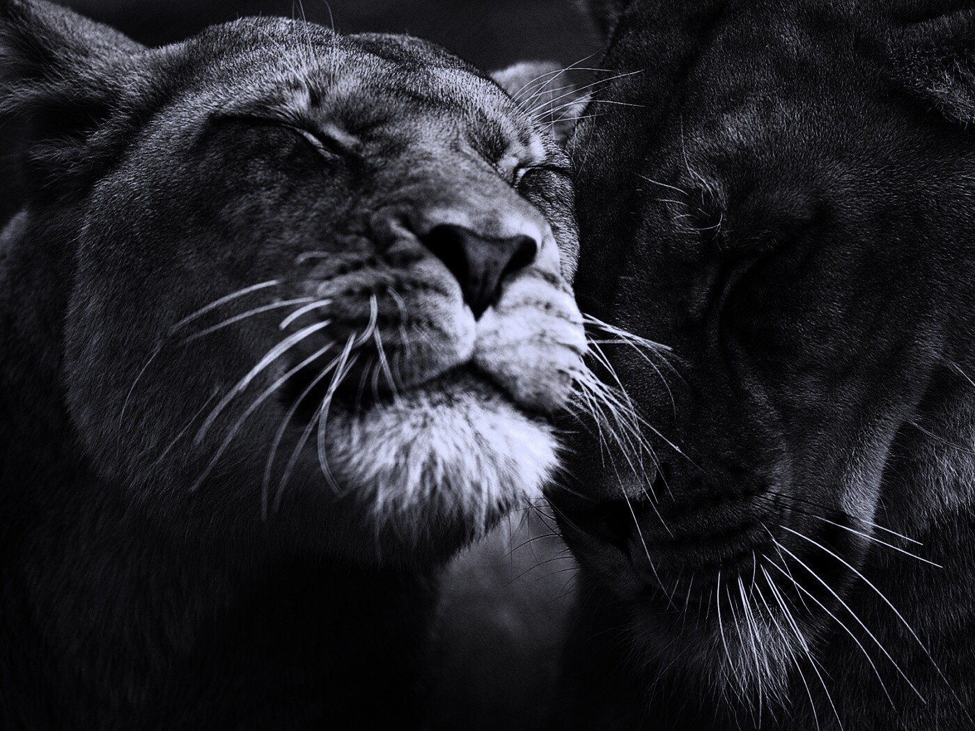 Нежные львы обои