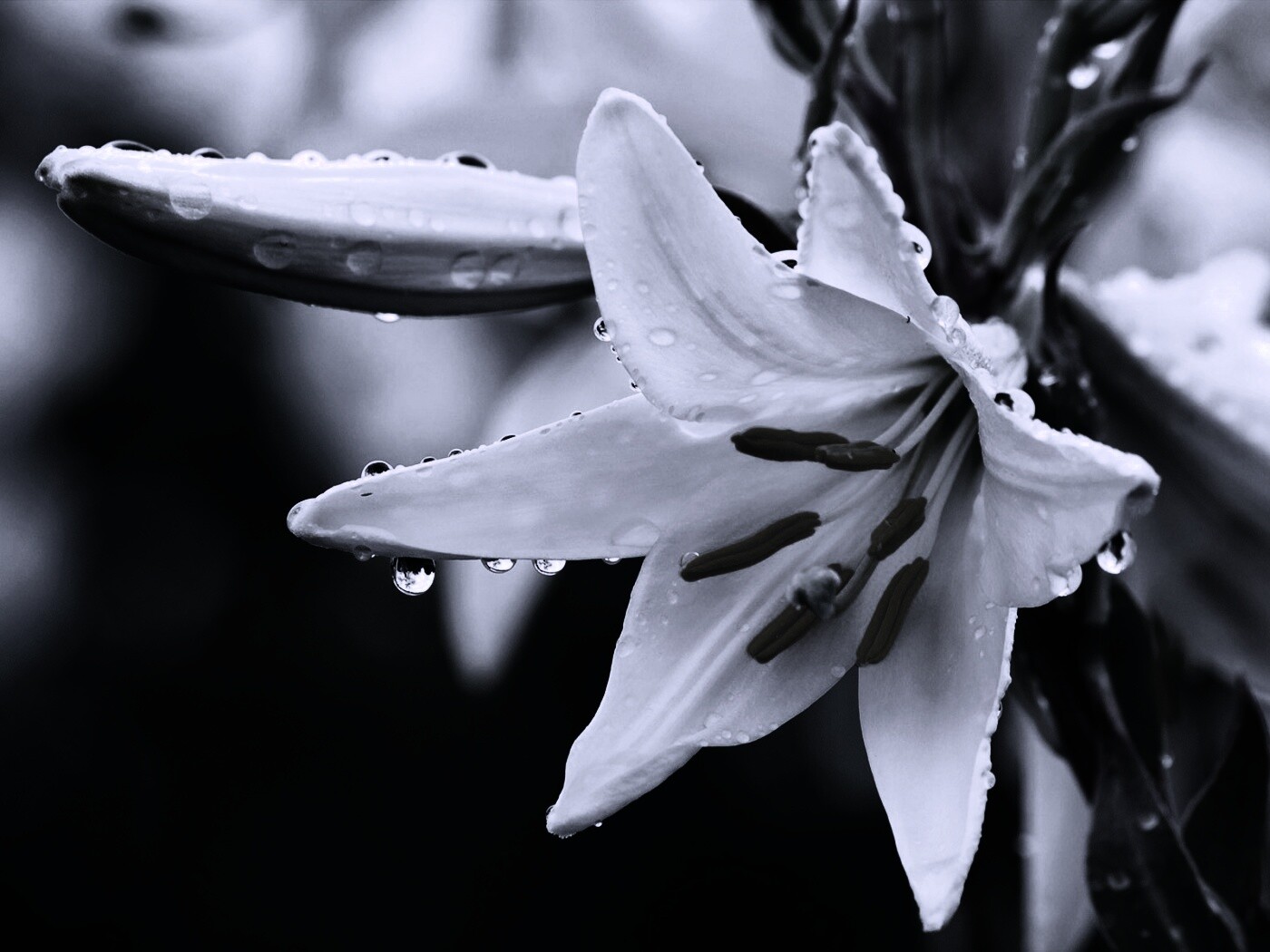 Белая лилия обои