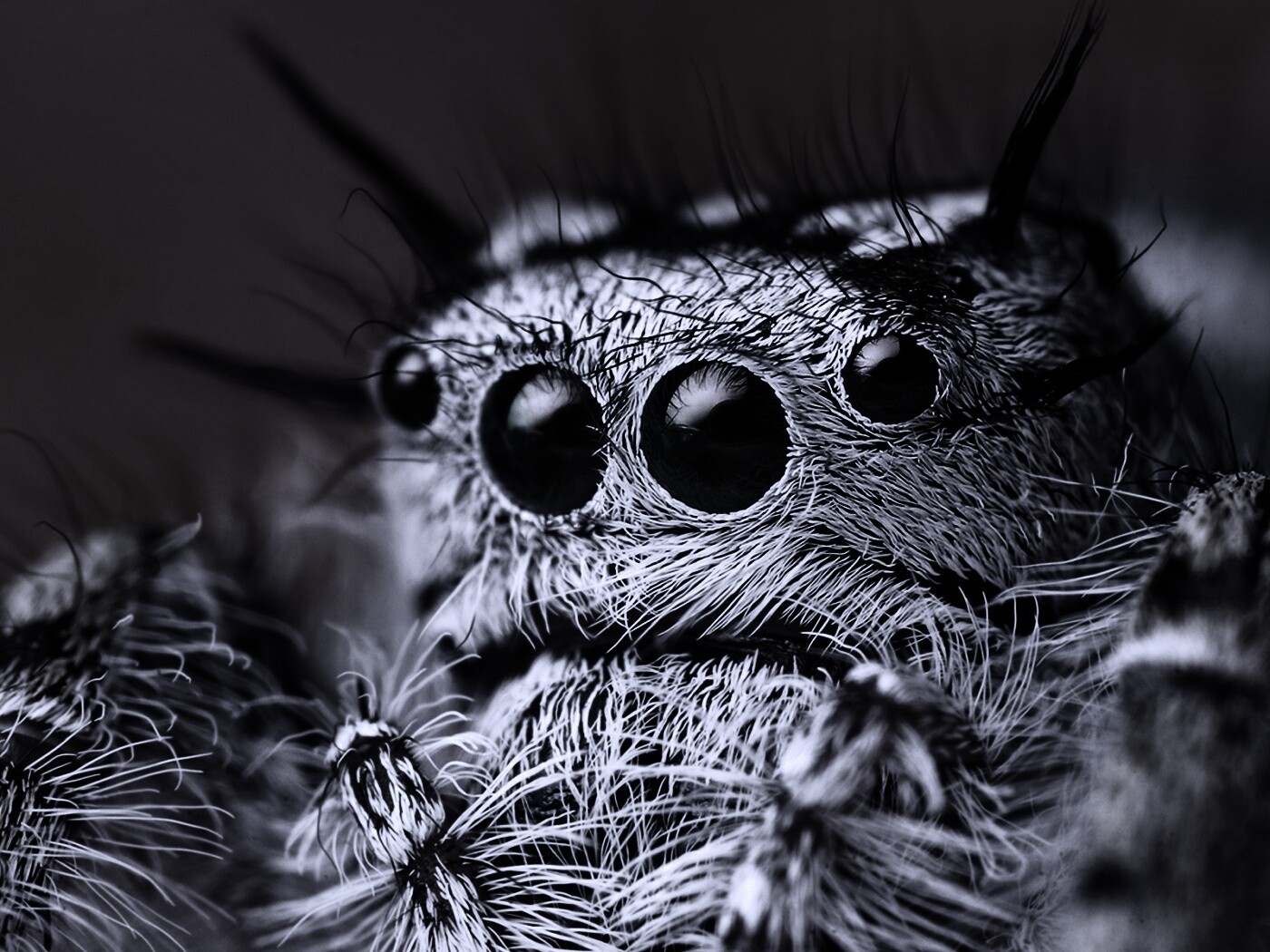 Паук в макро обои