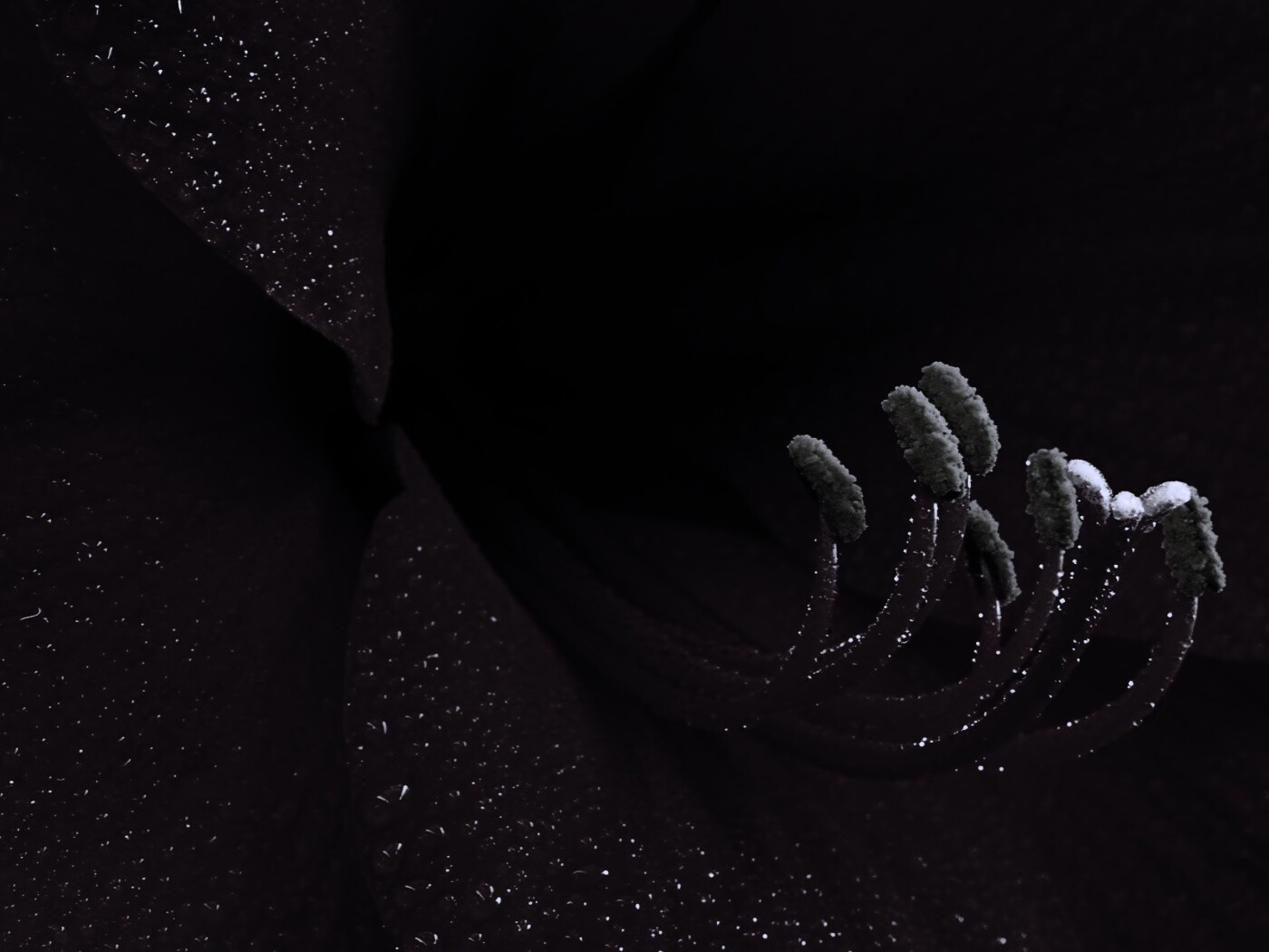 Красная манящая лилия обои