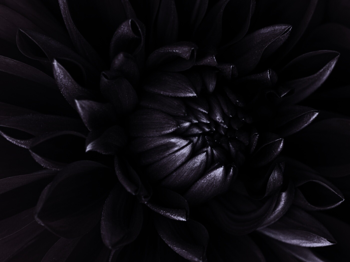 Цветок обои