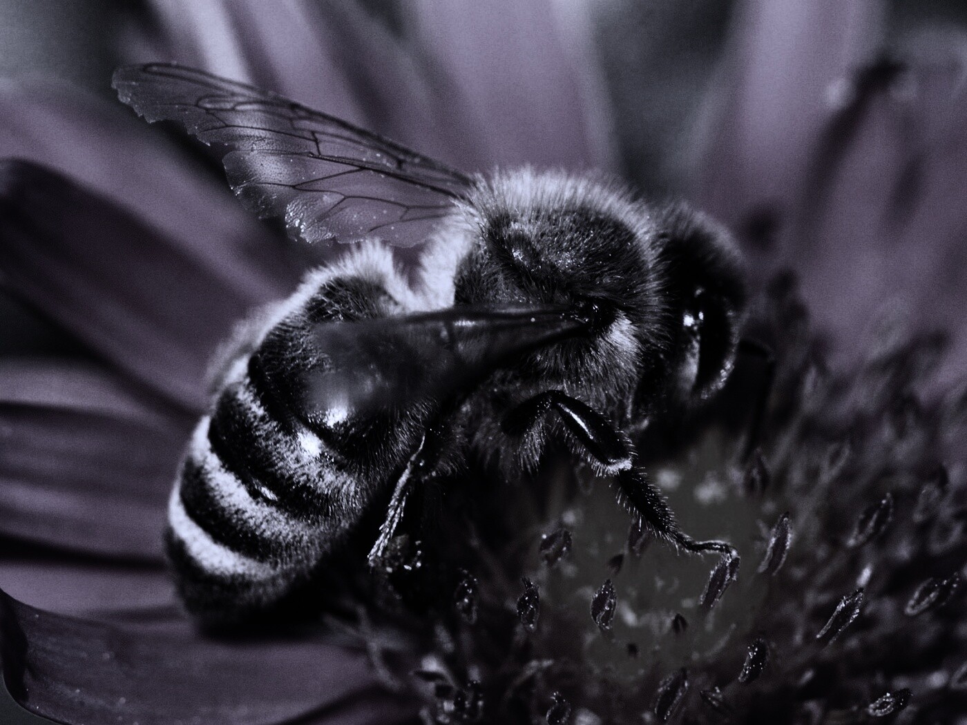 Пчела на цветке обои