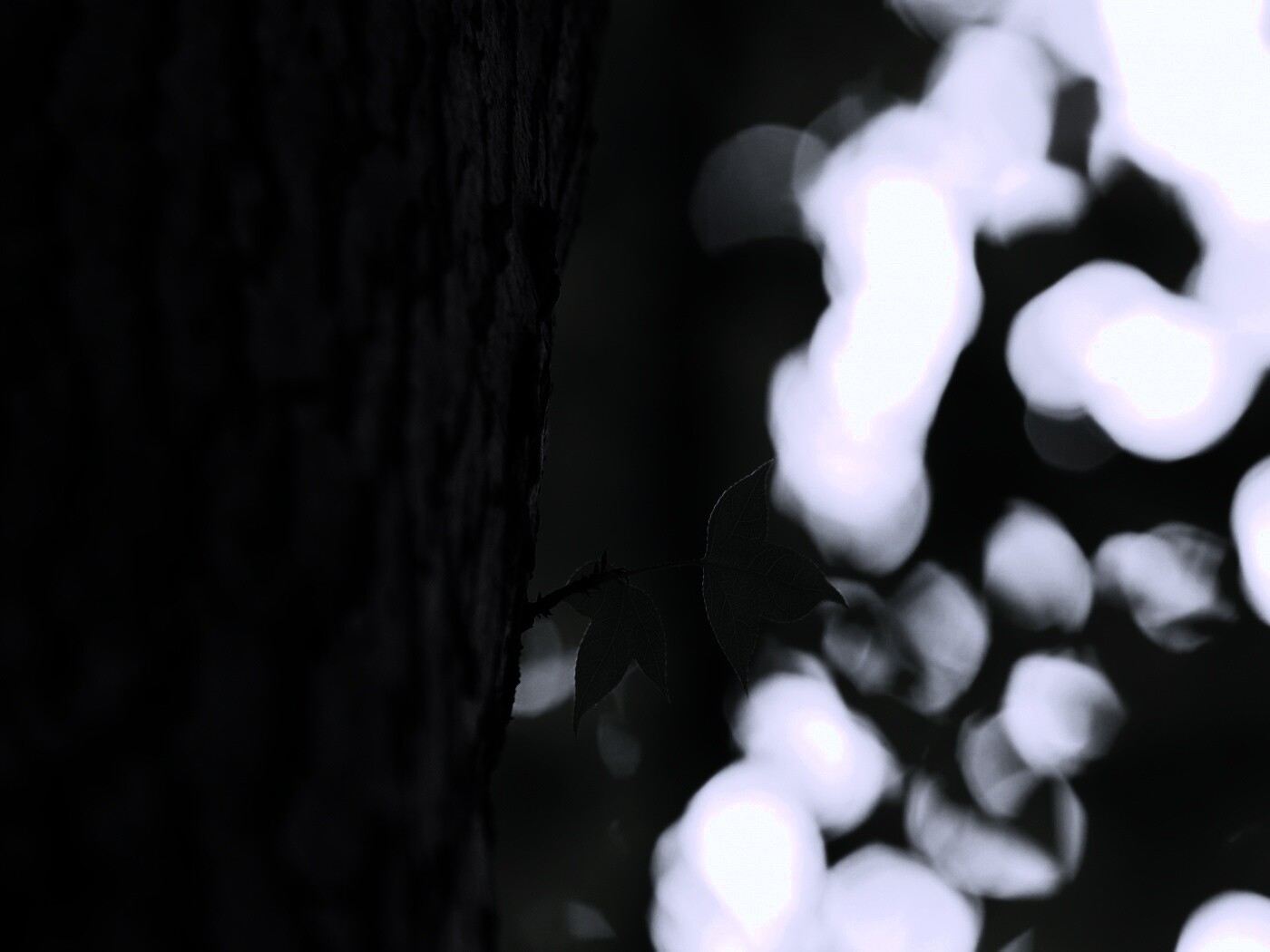 Листок на стволе дерева обои