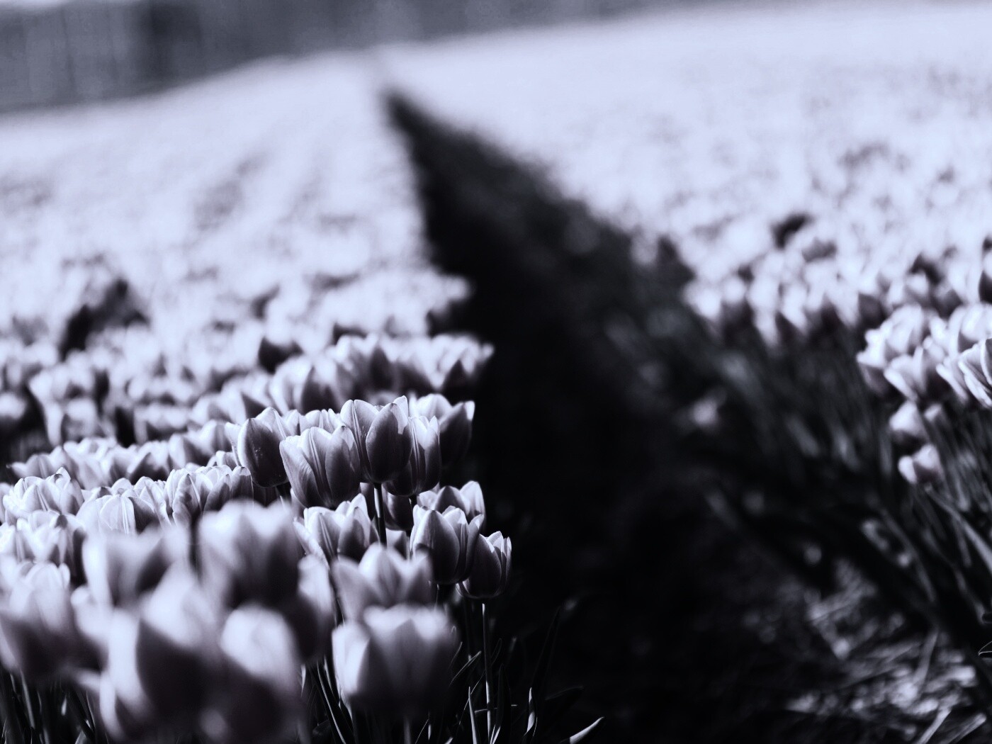 Тропинка в поле розовых тюльпанов обои