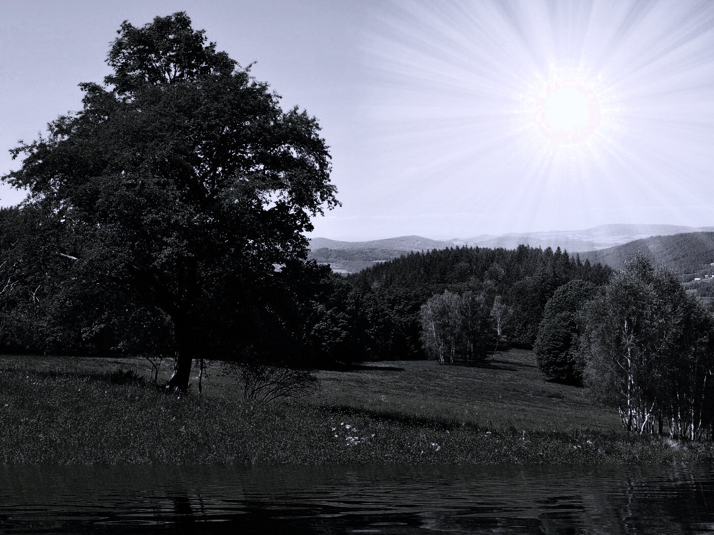 Дерево у воды обои