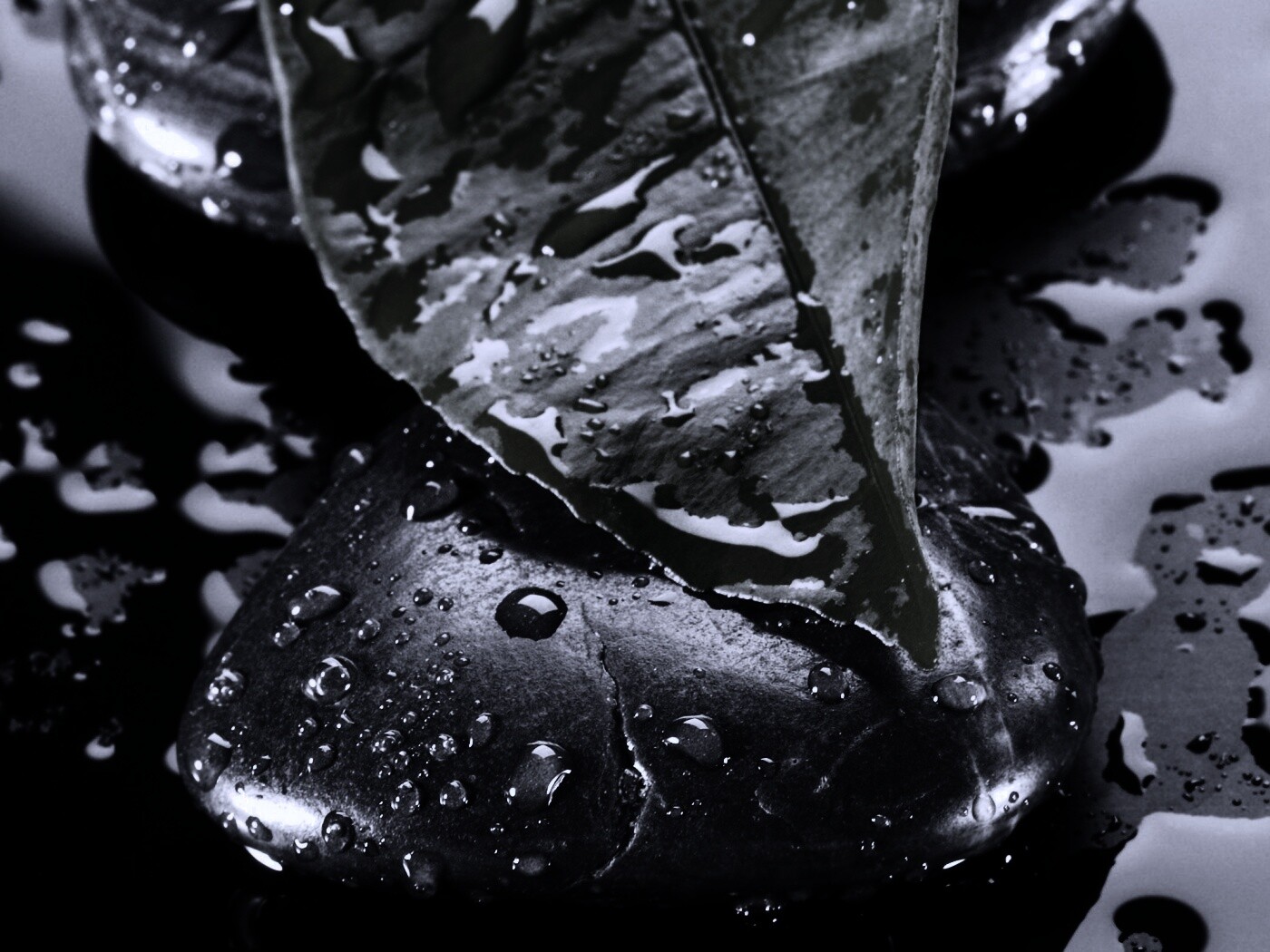 Зеленый лист на черных камнях обои