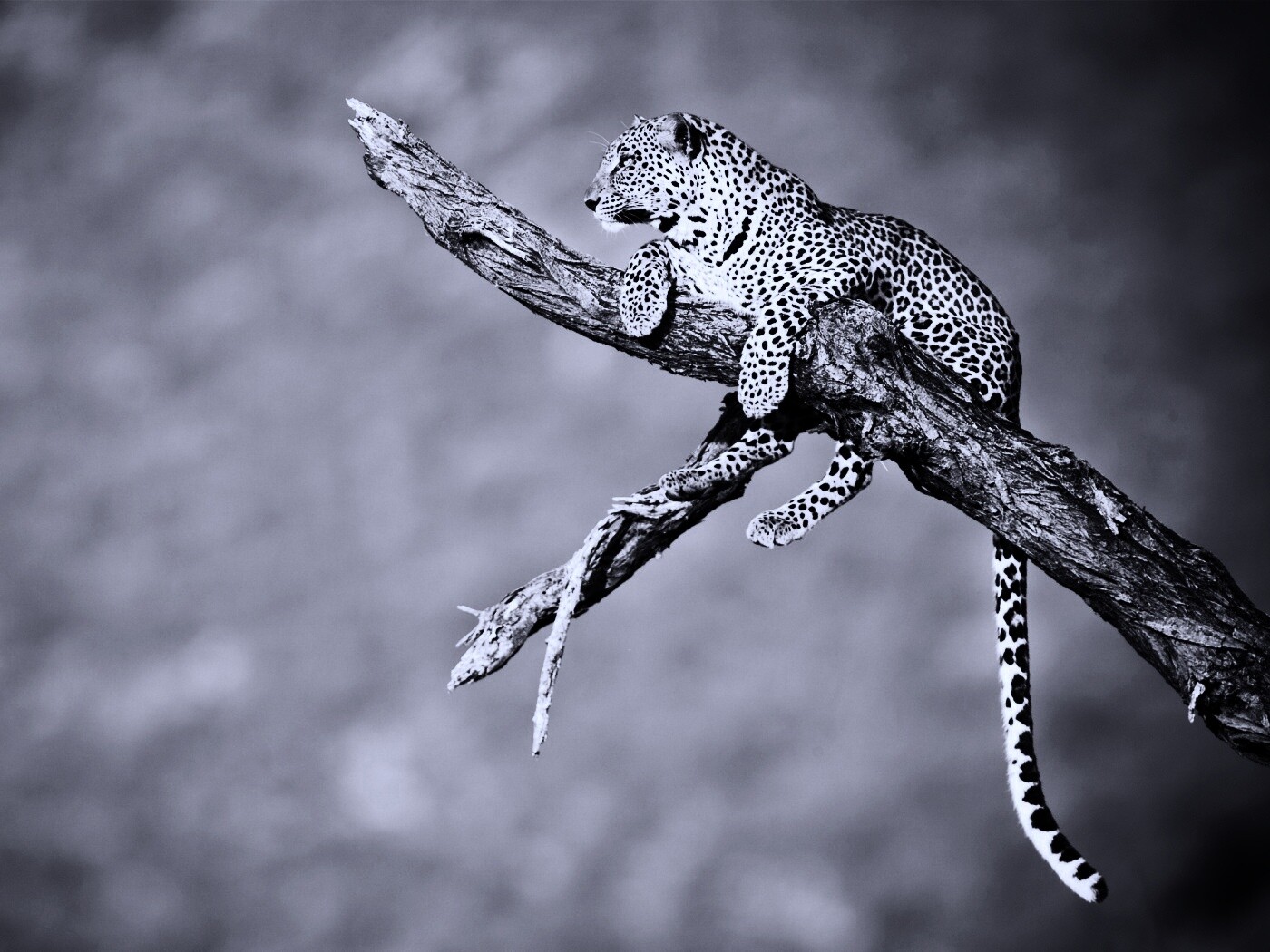 Ягуар на дереве обои