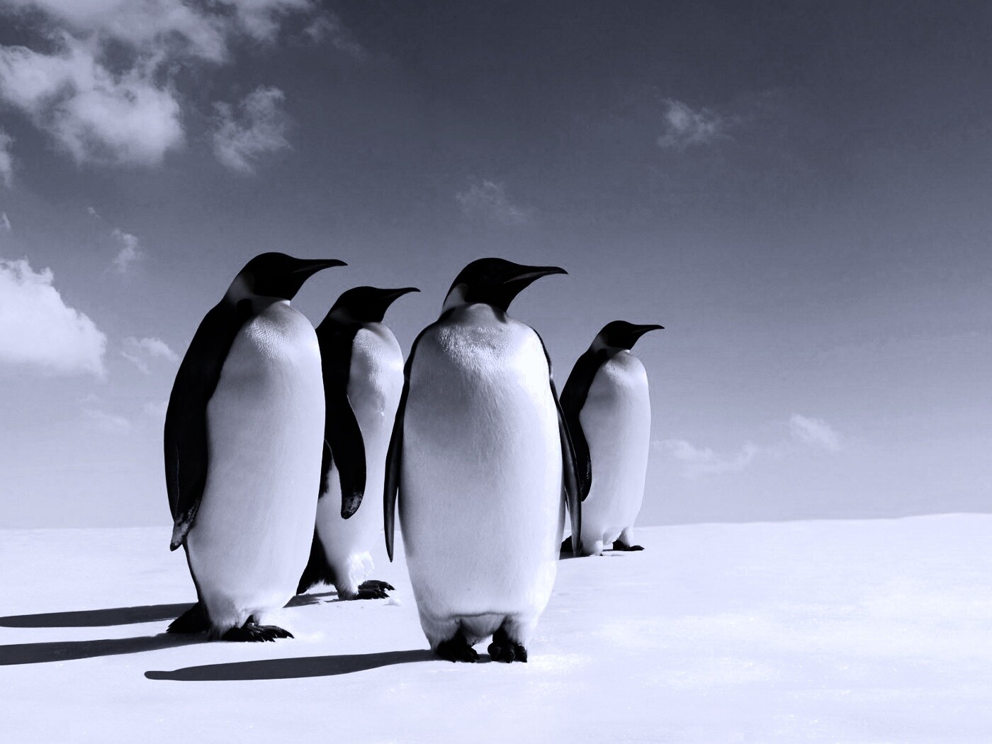 Пингвины обои