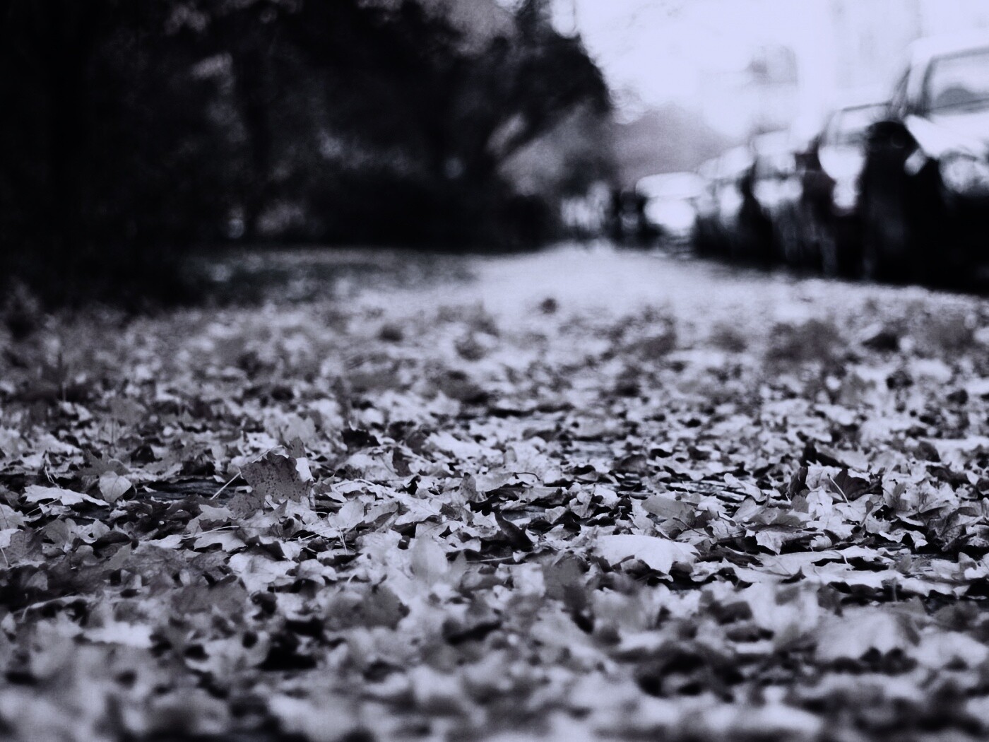 Осенние листья обои