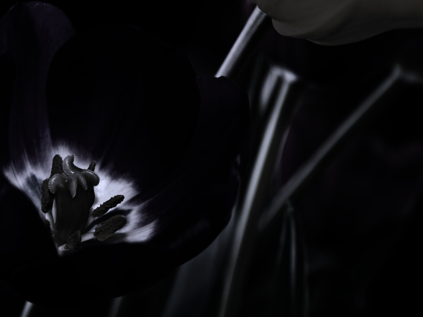 Фиолетовый цветочек обои