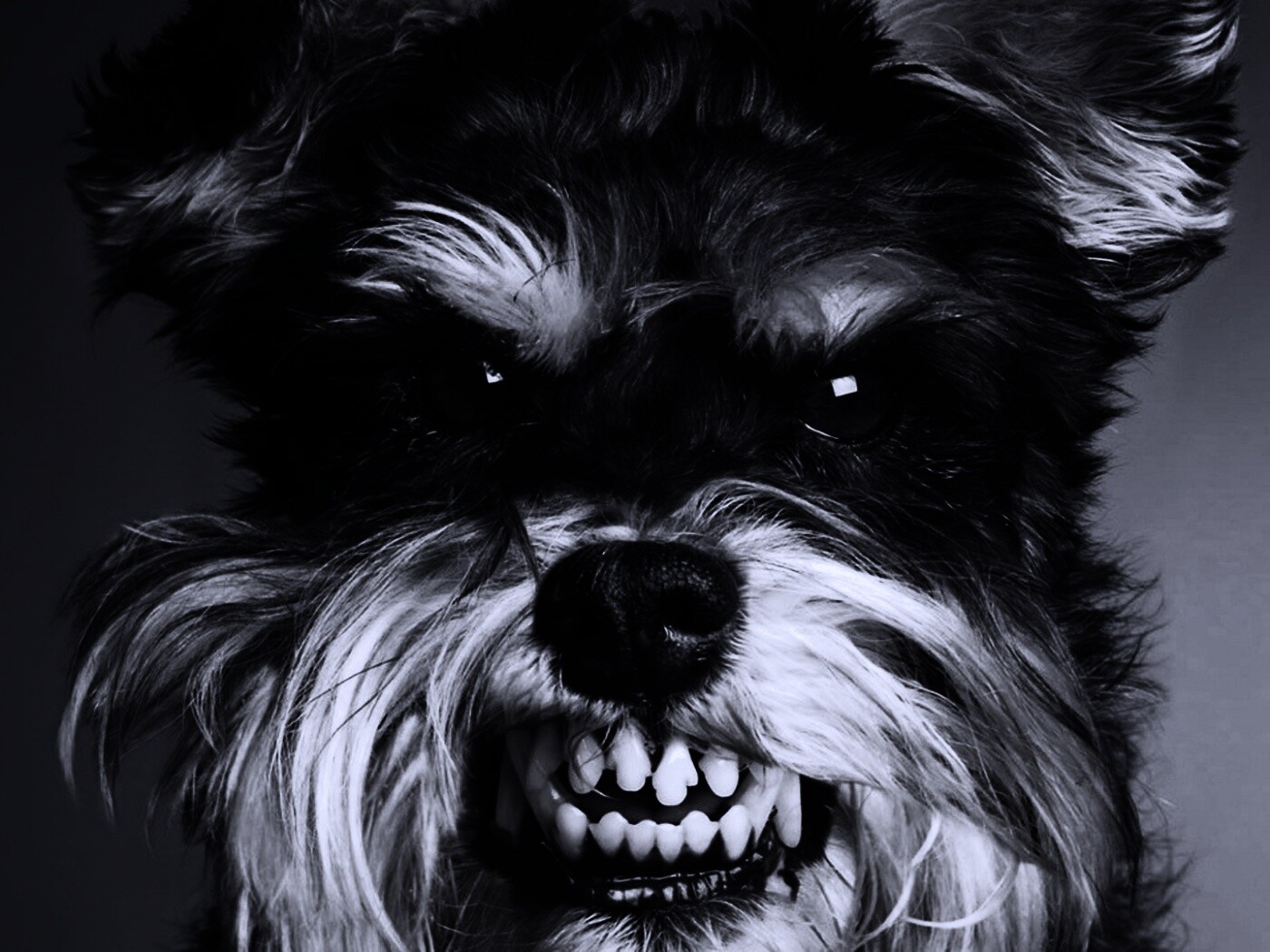 Терьер вне себя обои