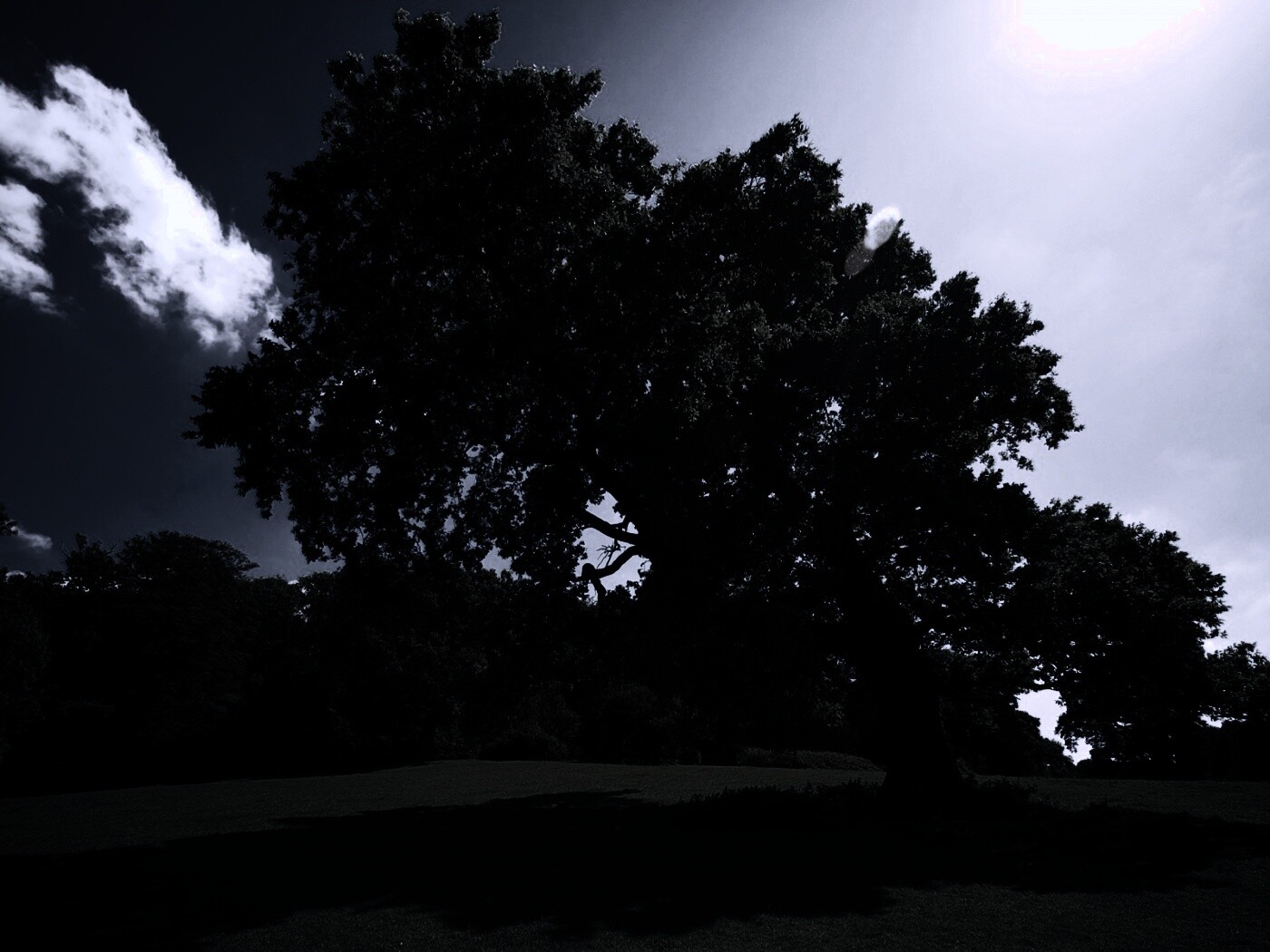 Большое зеленое дерево на лужайке обои