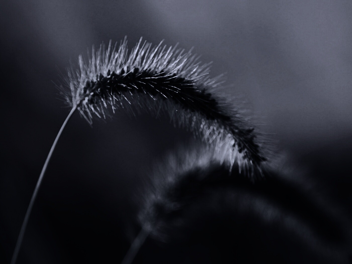 Травинка обои