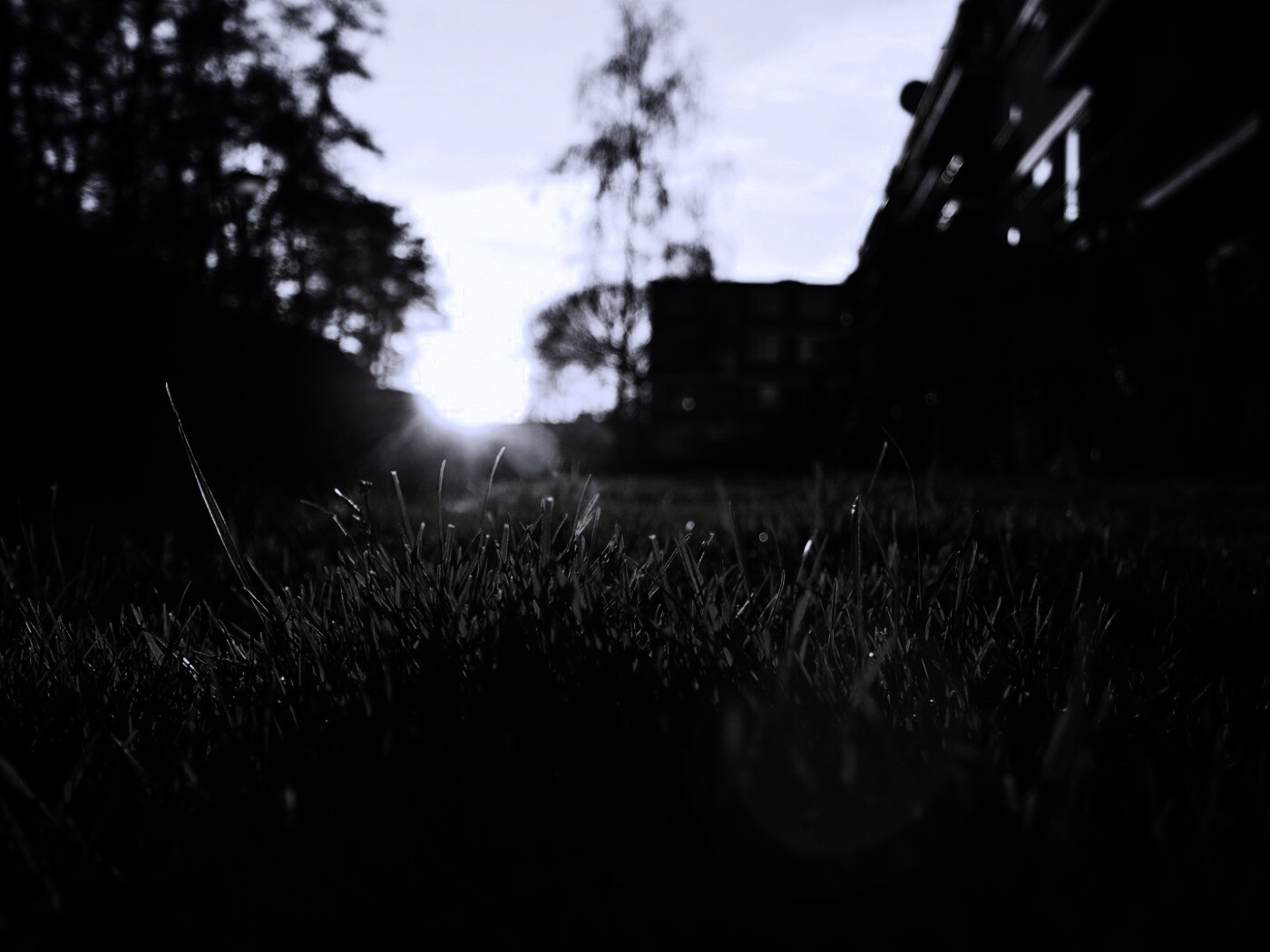 Трава во дворе обои