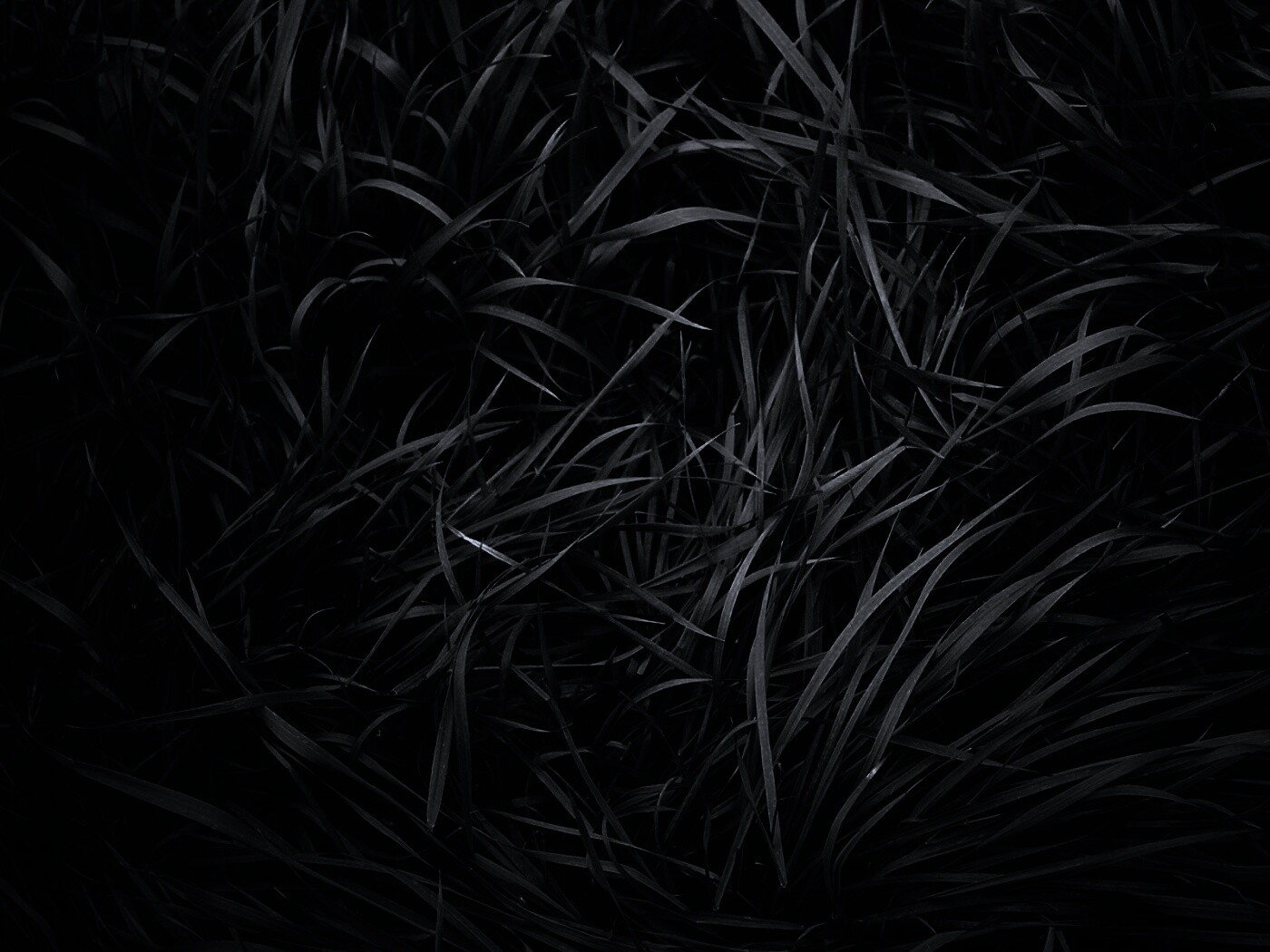 Блеклая трава обои