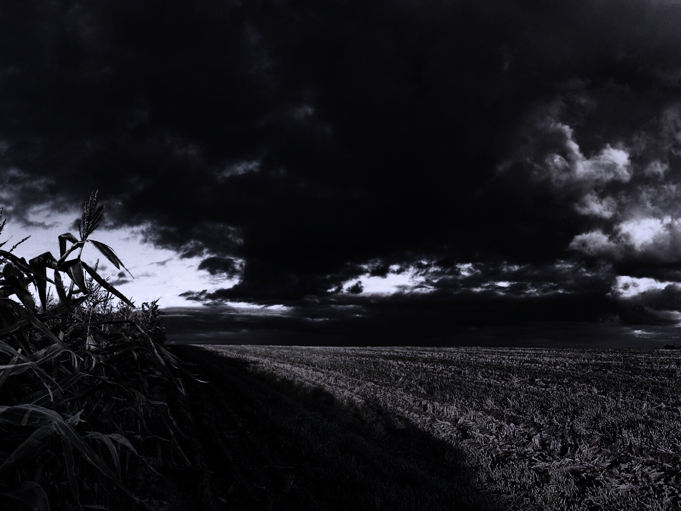 Кукурузное поле обои