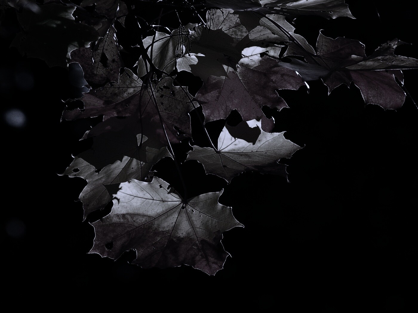 Колоритные осенние листья обои