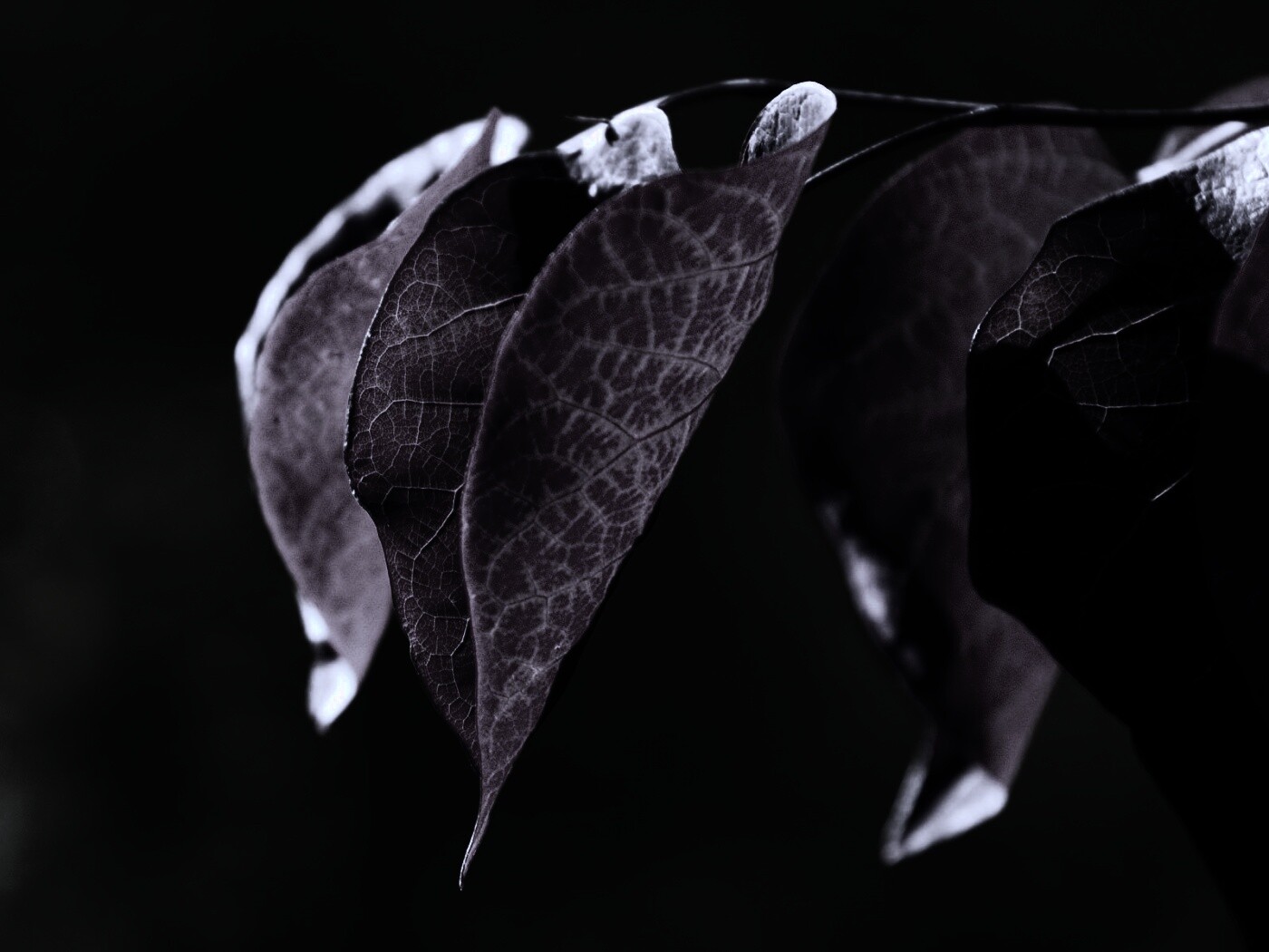 Ветка красных листьев обои