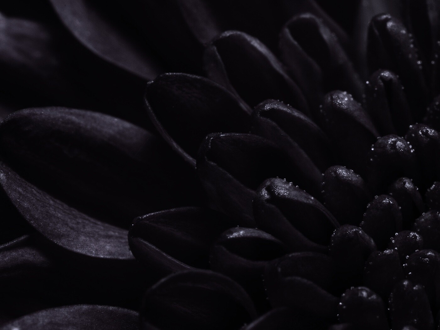 Лепестки хризантемы обои