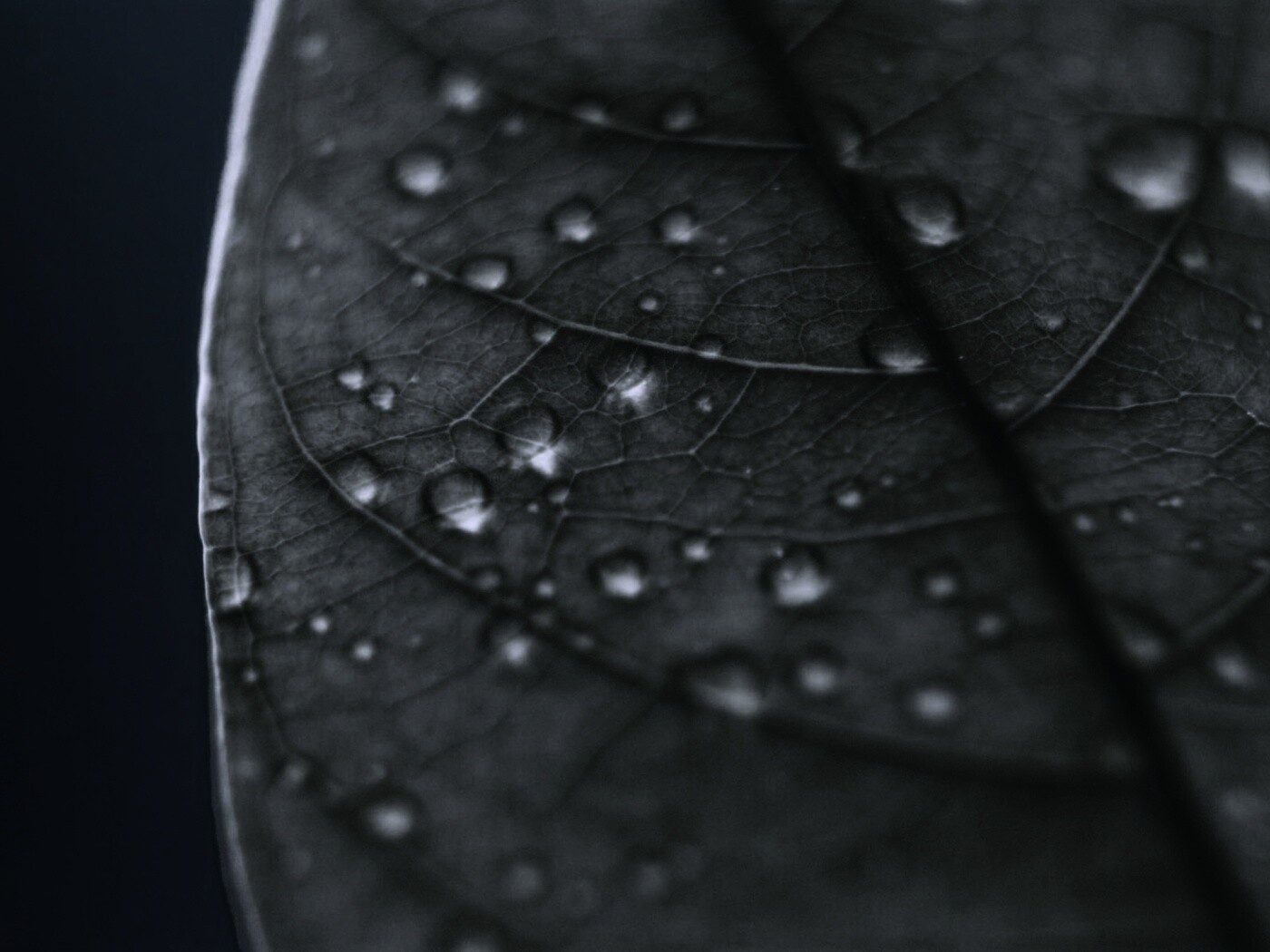 Зеленый листик в макро обои