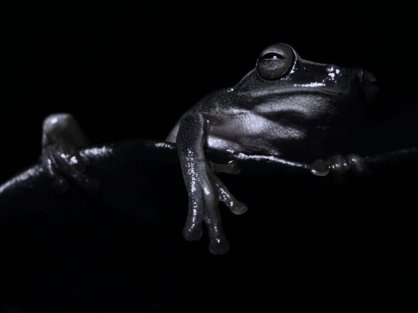 Лягушка на отдыхе обои