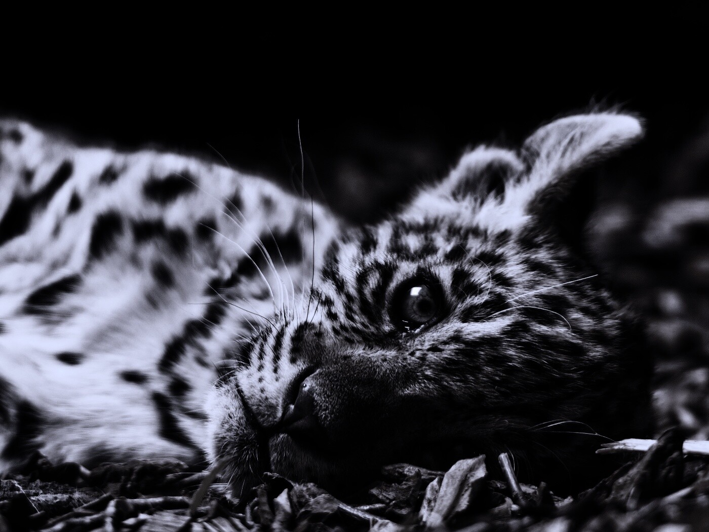 Гепард котенок обои