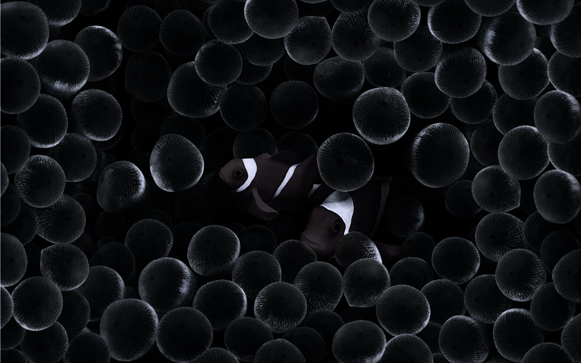 Рыбка клоун стандартные обои iPhone обои