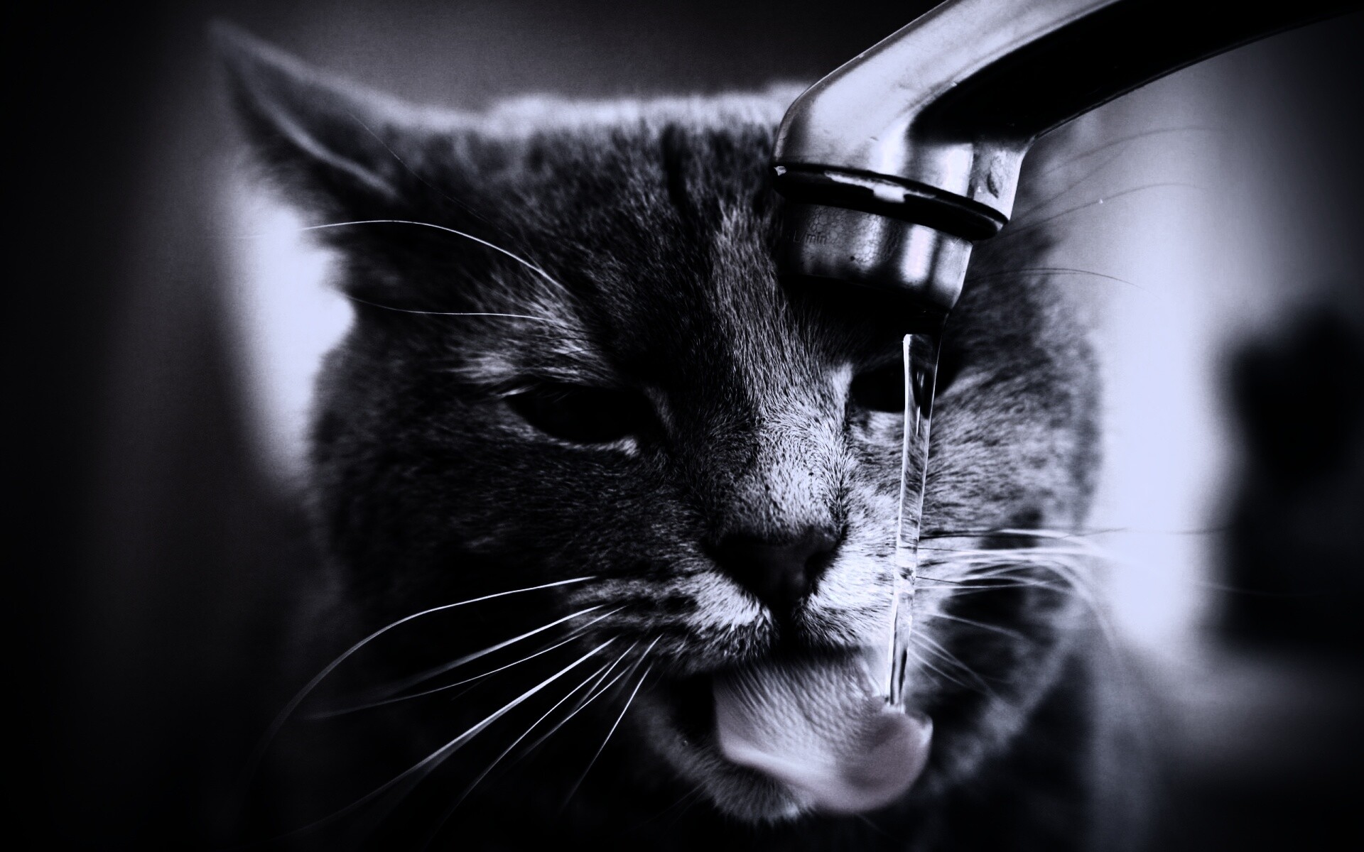 Кот пьет из под крана обои