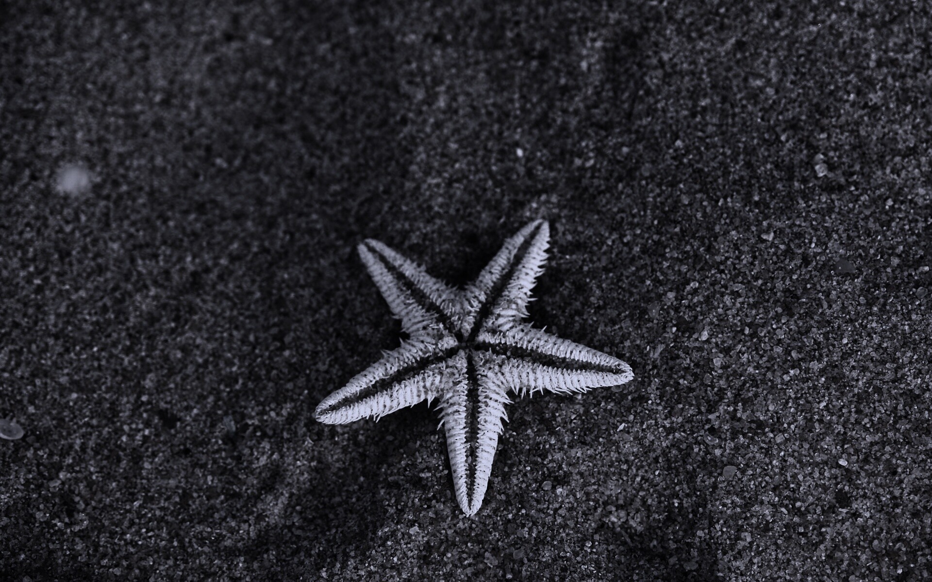 Морская звезда на песке обои