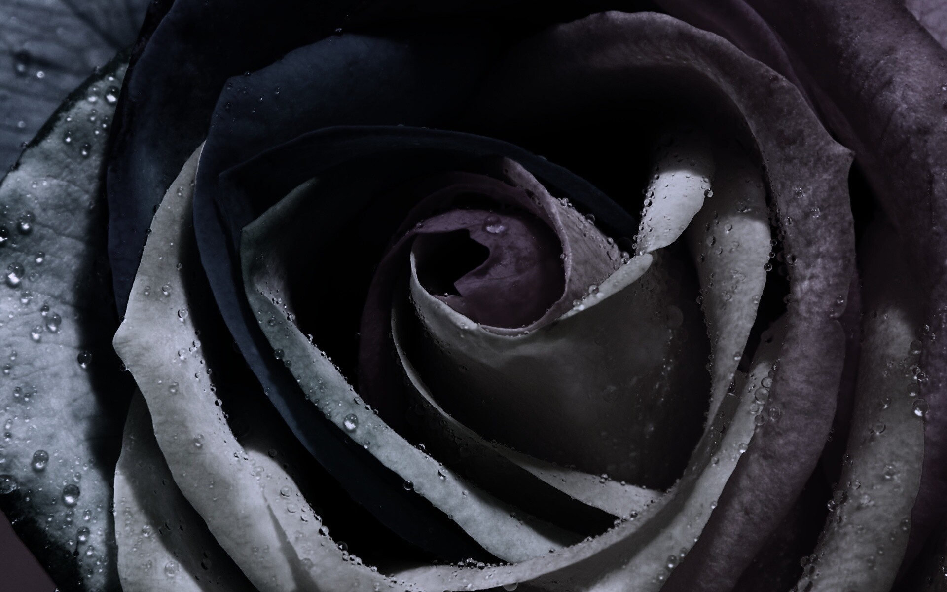 Радужная роза обои