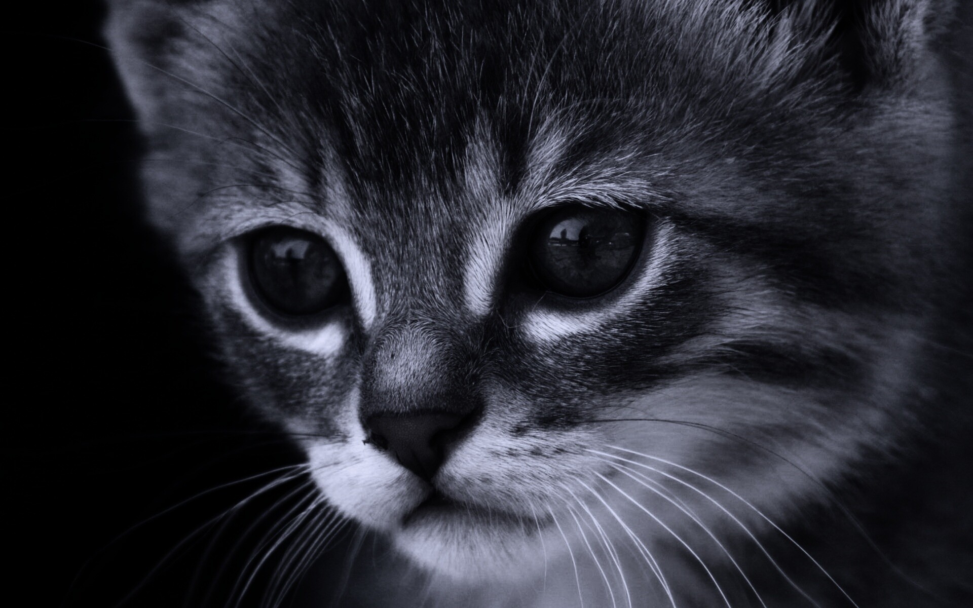 Мордочка котёнка обои