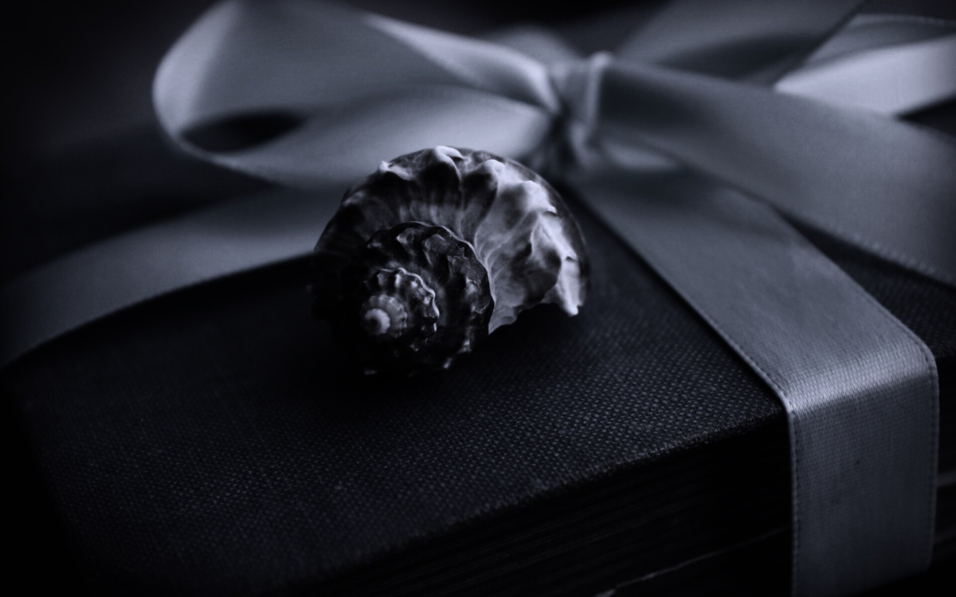 Ракушка на подарочном альбоме обои