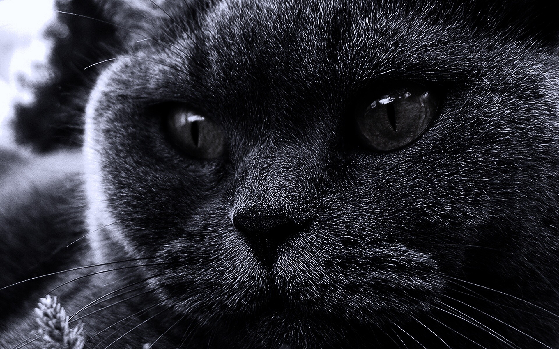 Кот с оранжевыми глазами обои