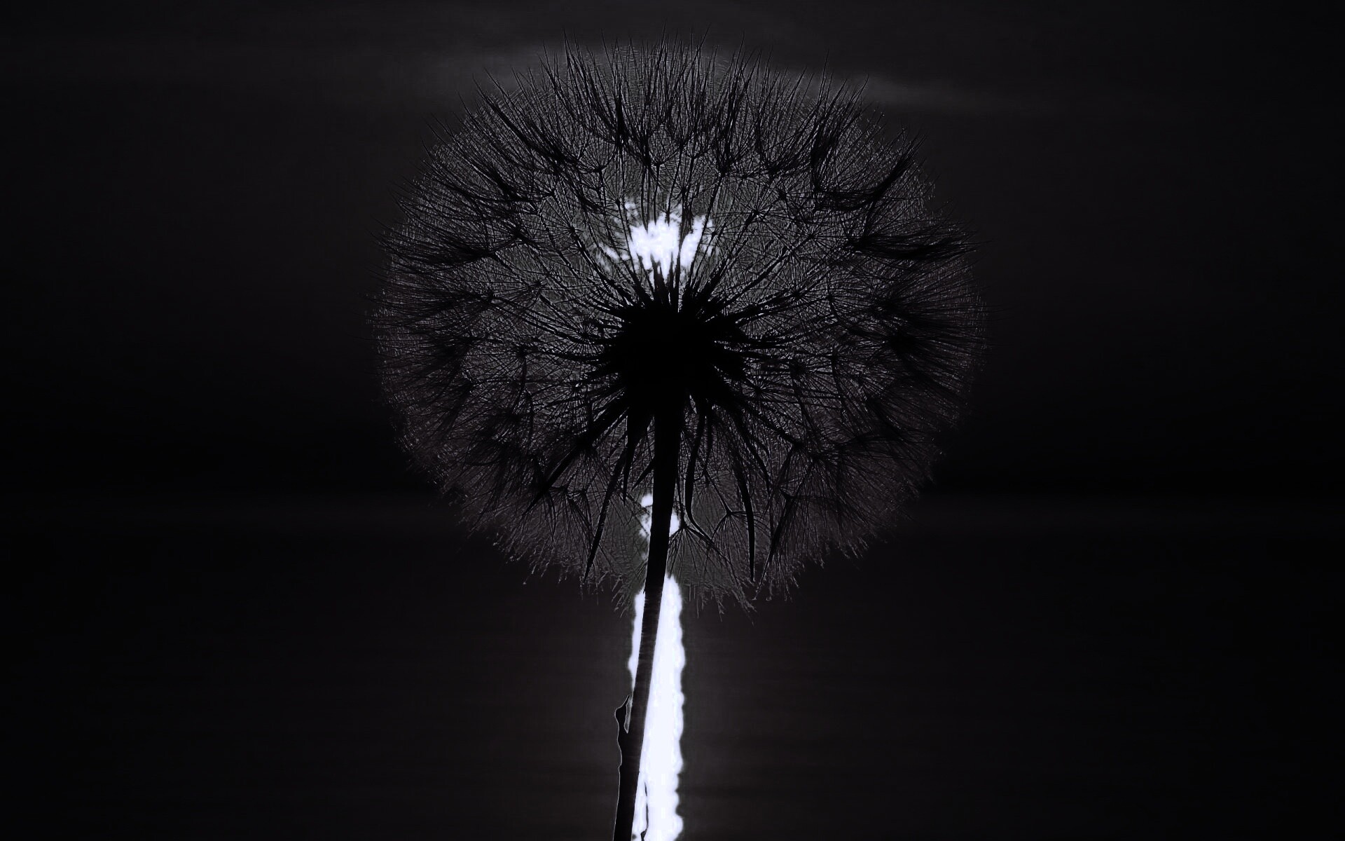 Одуванчик на закател обои