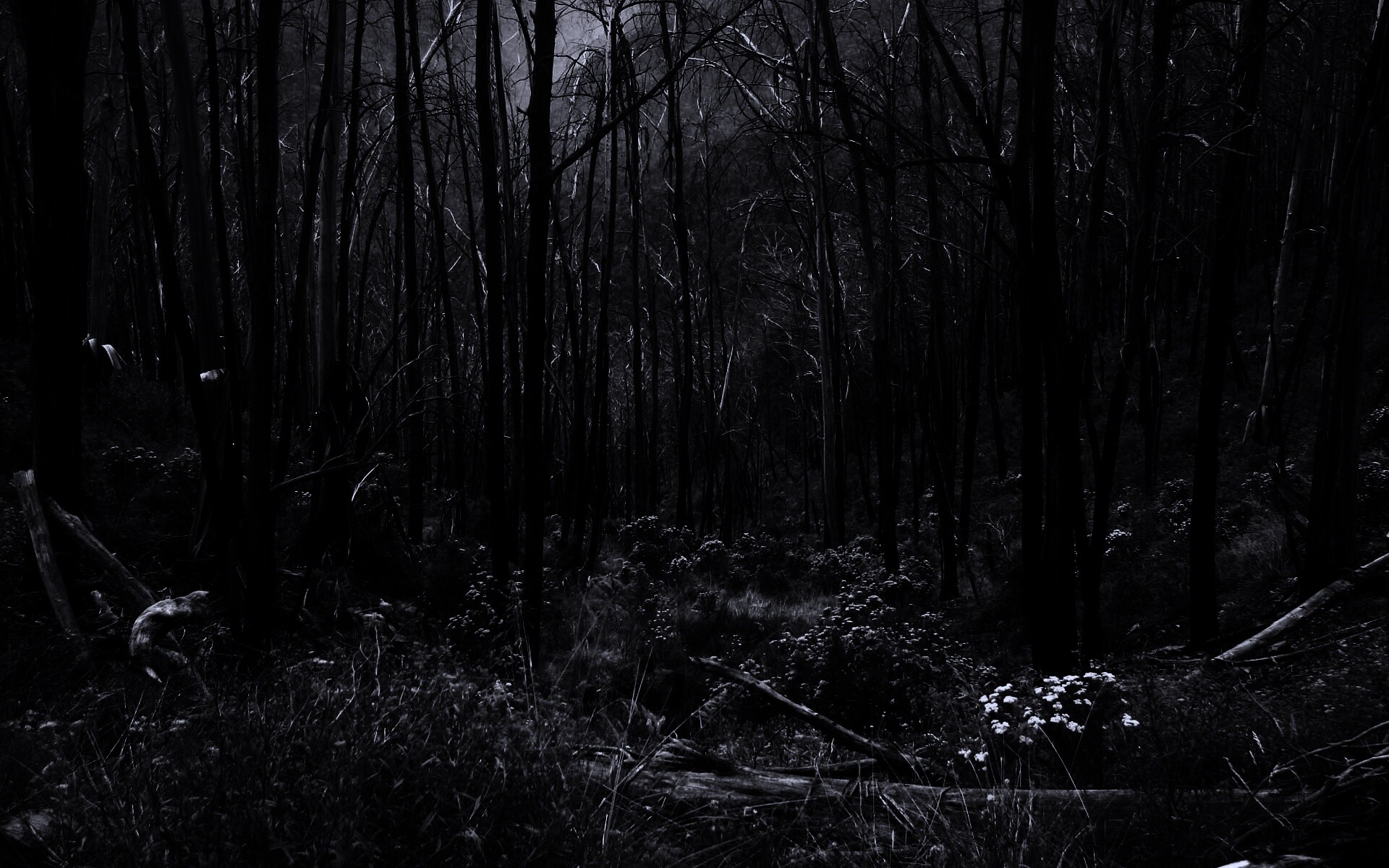 Мрачная чаща обои