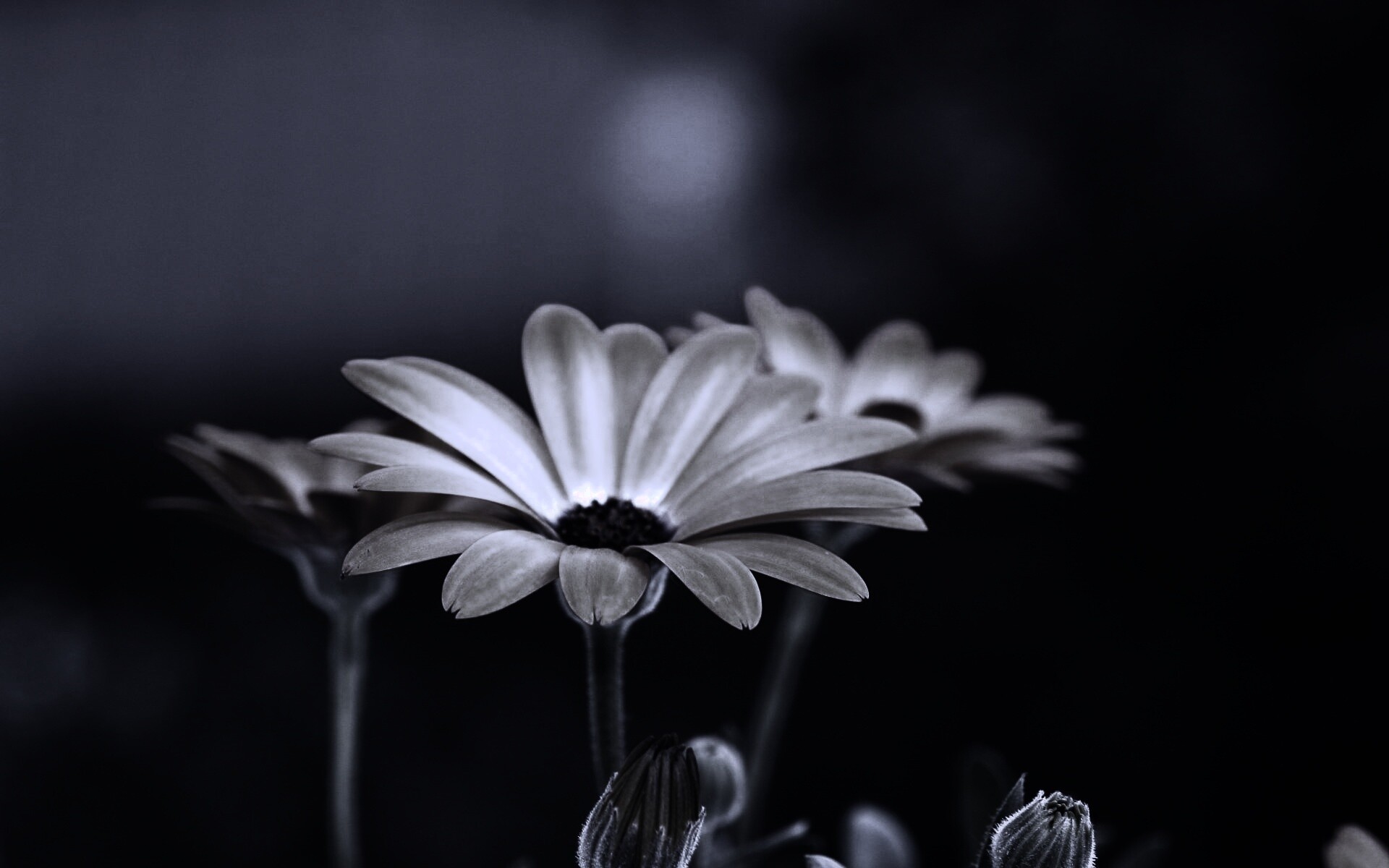 Три желтых цветка обои