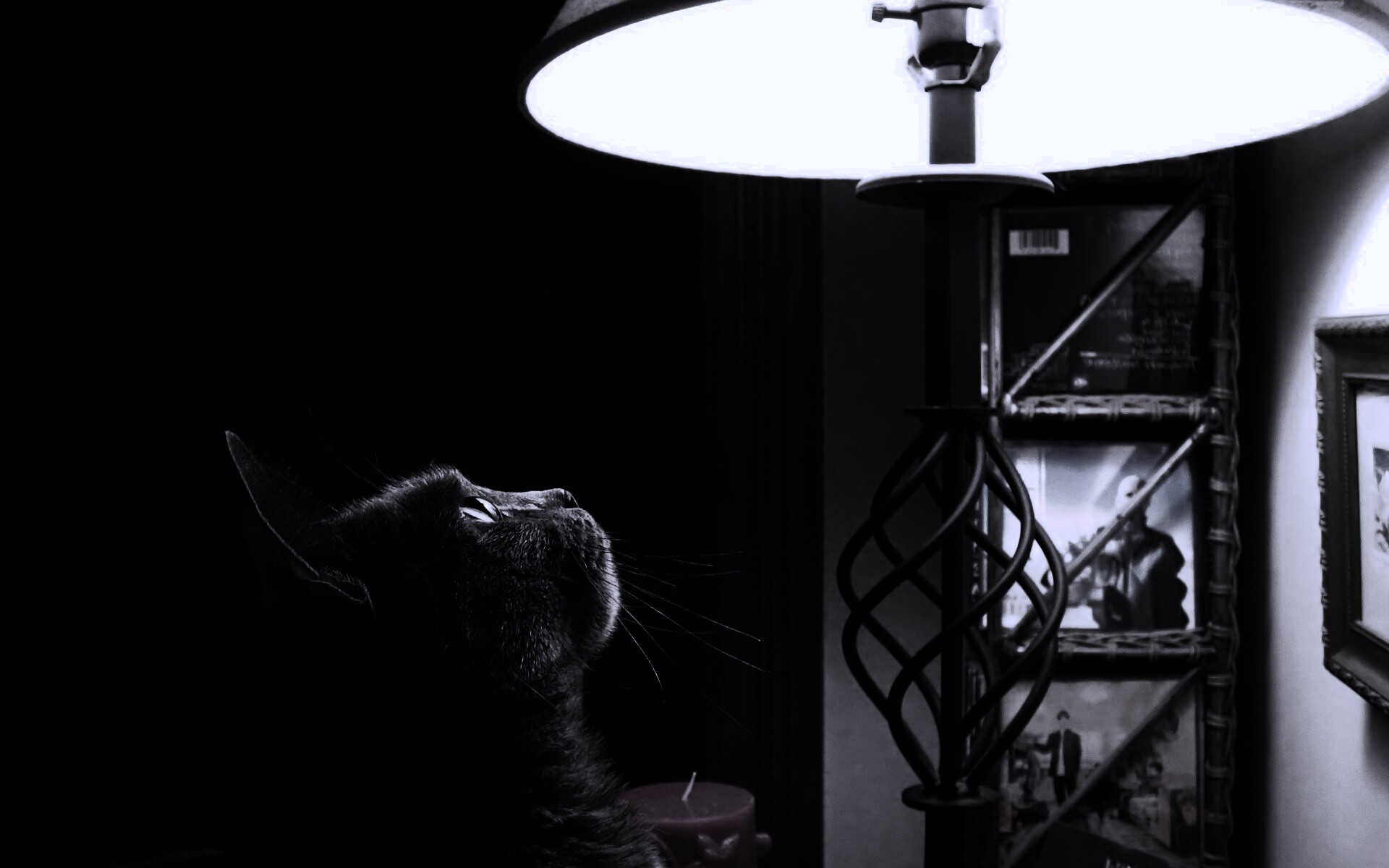 Кот смотрит под торшер обои