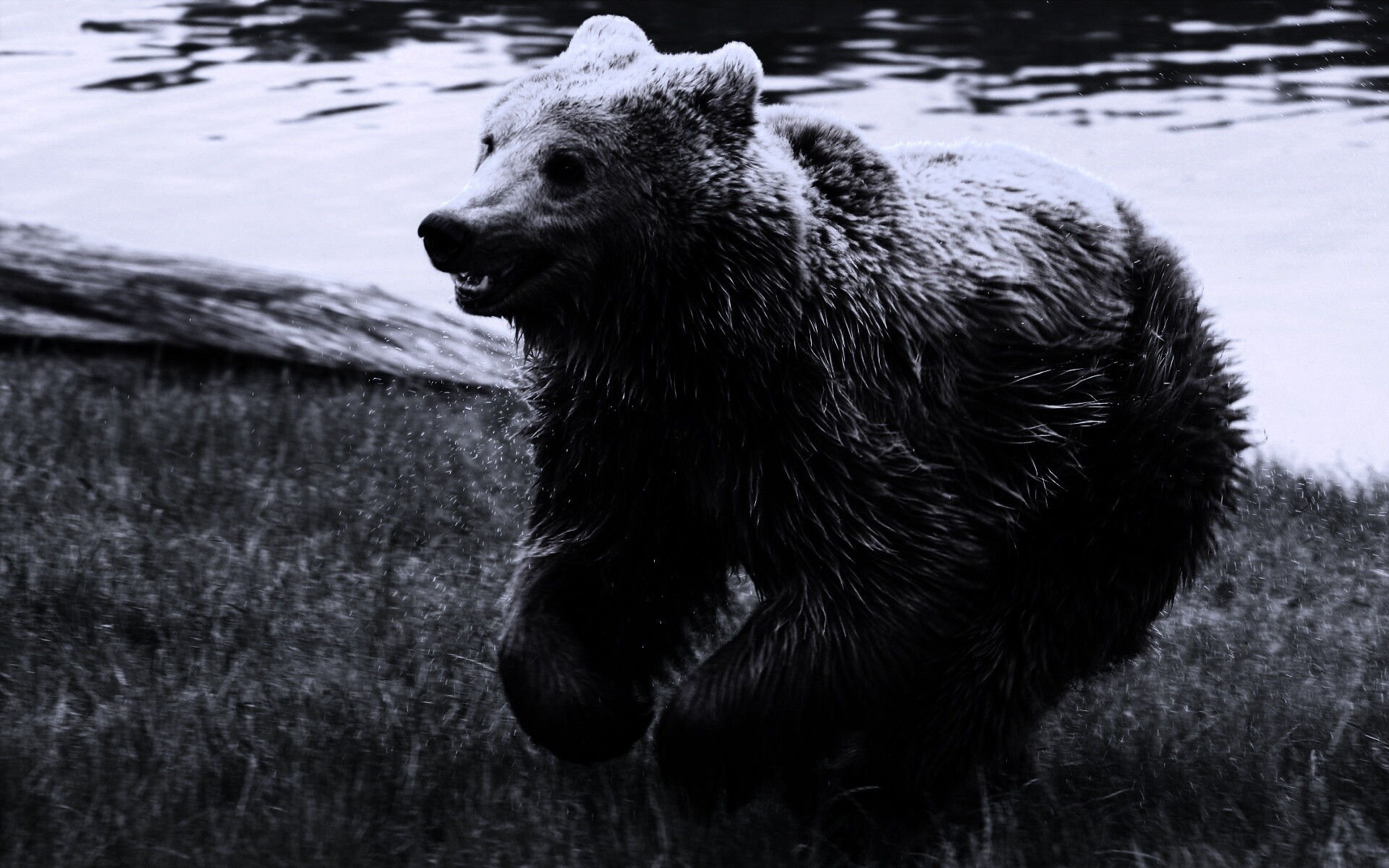 Мокрый мишка обои