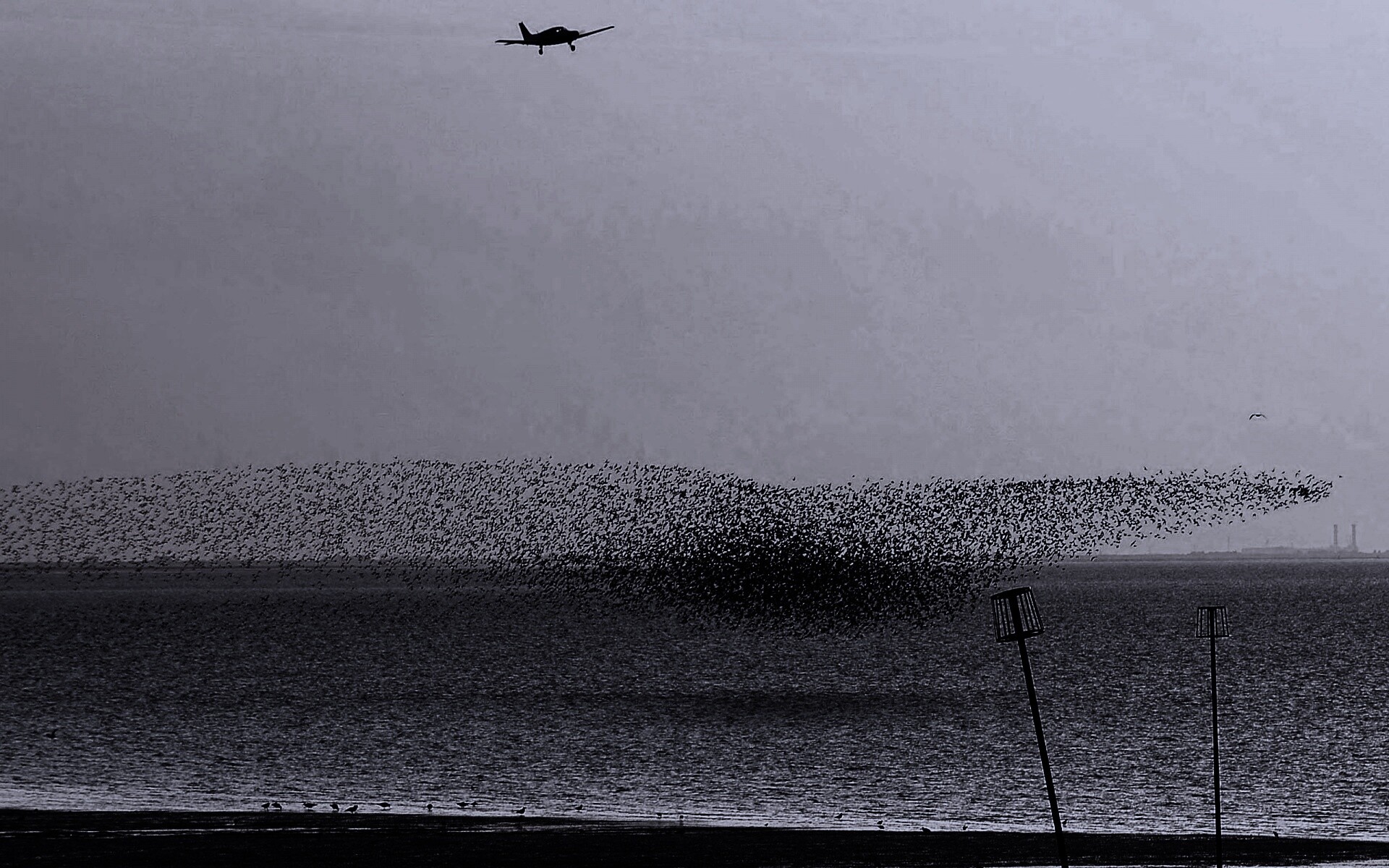 Взлетающая стая птиц обои